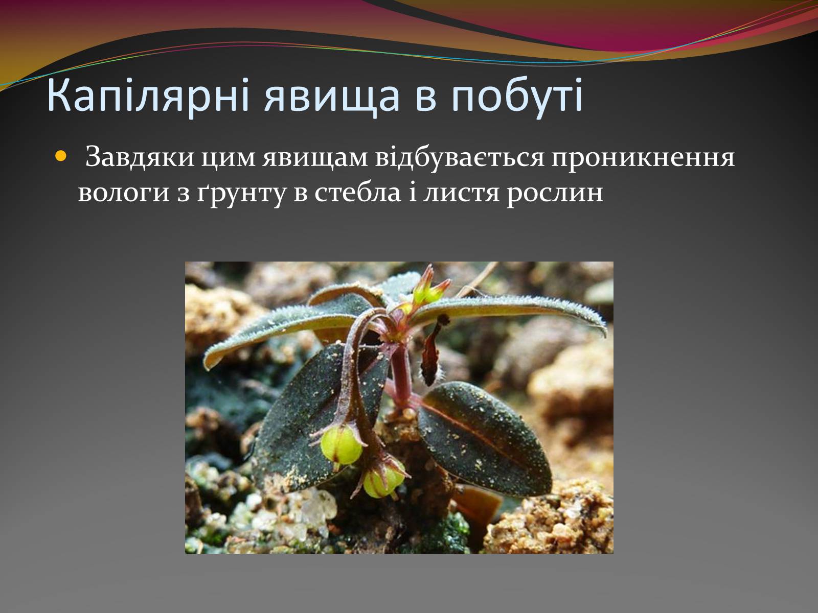 Презентація на тему «Вода — найбільш незвичайна речовина в світі» - Слайд #9 Презентація на тему «Вода — найбільш незвичайна речовина в світі» - Слайд #9