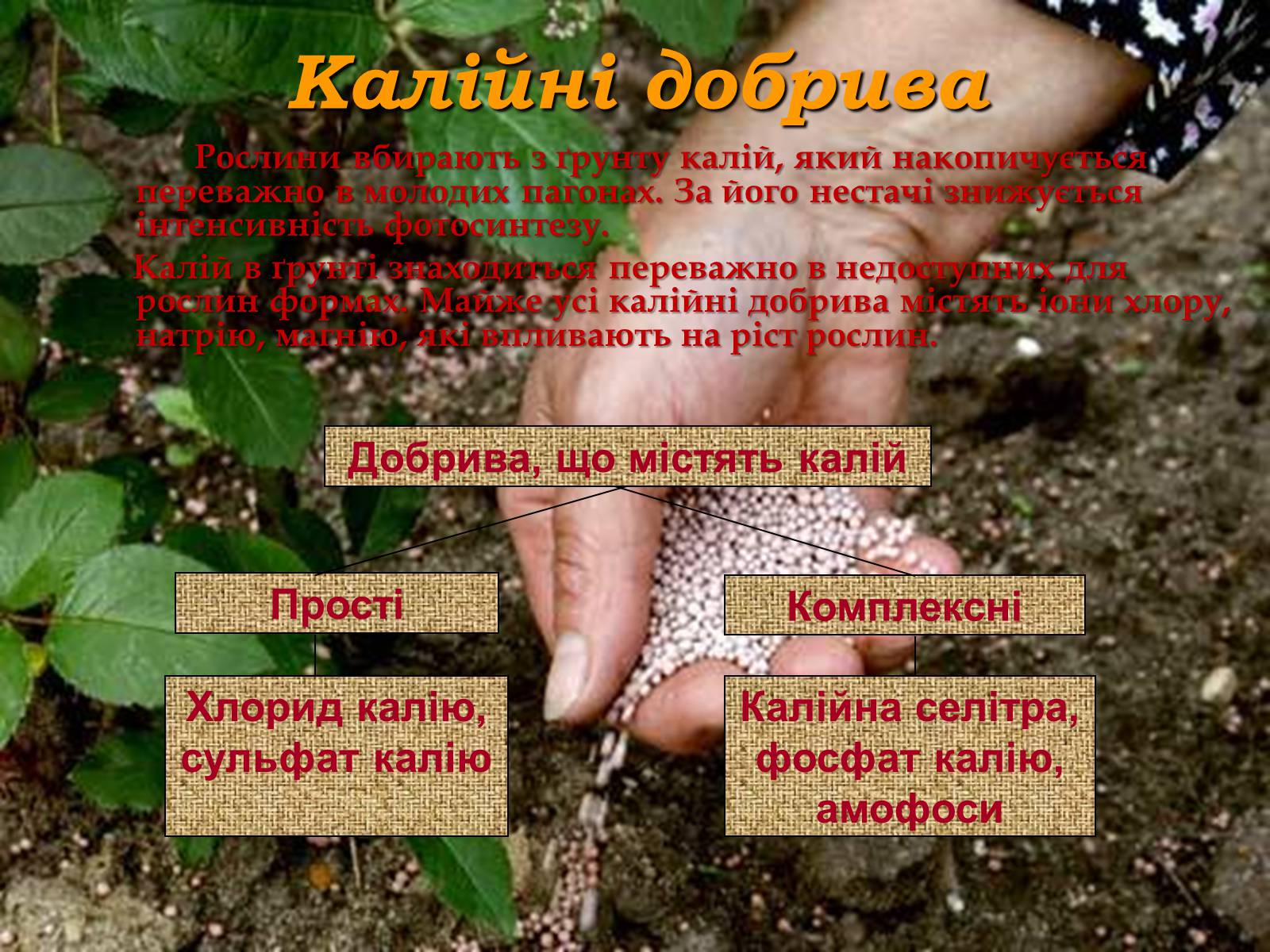 Презентація на тему «Мінеральні добрива» (варіант 4) - Слайд #5 Презентація на тему «Мінеральні добрива» (варіант 4) - Слайд #5