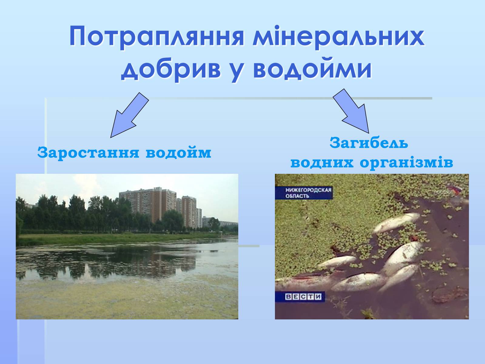 Презентація на тему «Мінеральні добрива» (варіант 4) - Слайд #9 Презентація на тему «Мінеральні добрива» (варіант 4) - Слайд #9