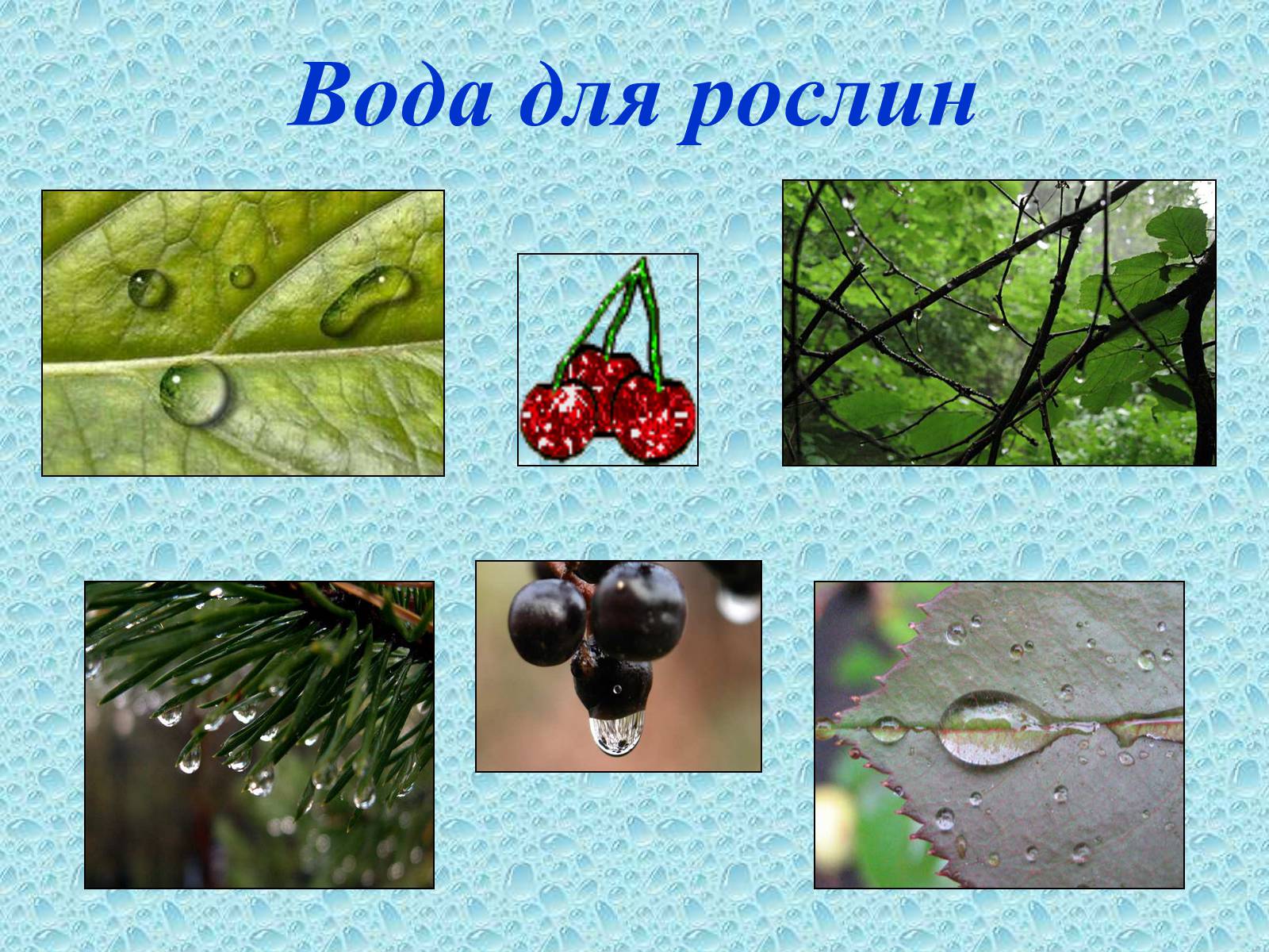 Презентація на тему «Вода в організмах» (варіант 1) - Слайд #11 Презентація на тему «Вода в організмах» (варіант 1) - Слайд #11
