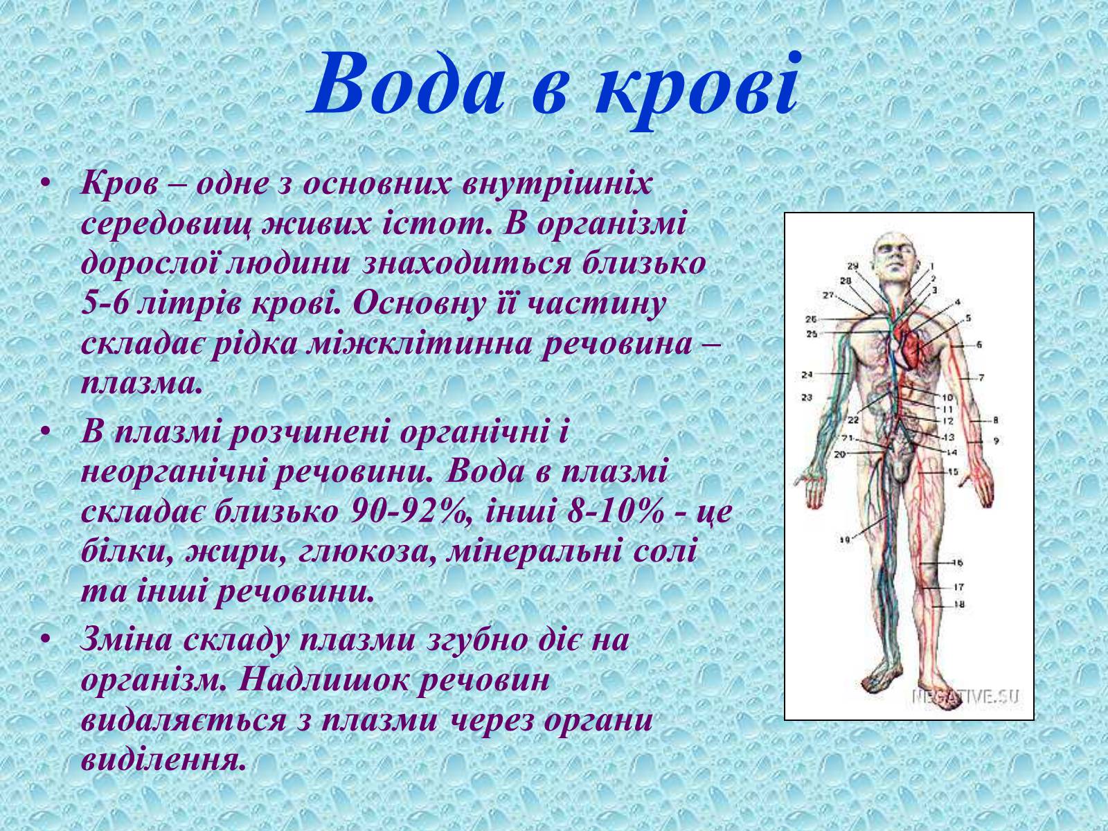 Презентація на тему «Вода в організмах» (варіант 1) - Слайд #16 Презентація на тему «Вода в організмах» (варіант 1) - Слайд #16