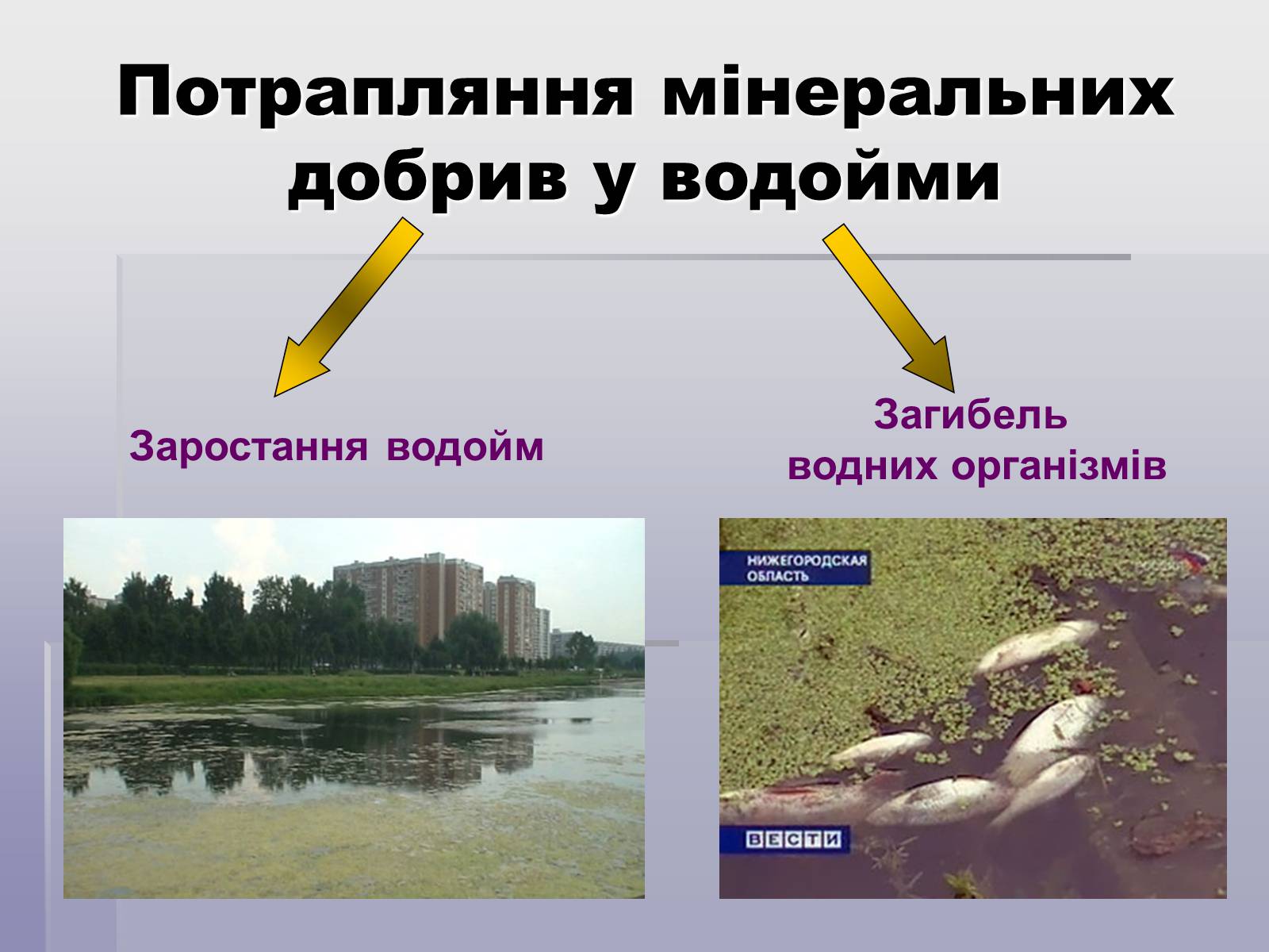 Презентація на тему «Загальні відомості про мінеральні добрива» (варіант 1) - Слайд #13 Презентація на тему «Загальні відомості про мінеральні добрива» (варіант 1) - Слайд #13