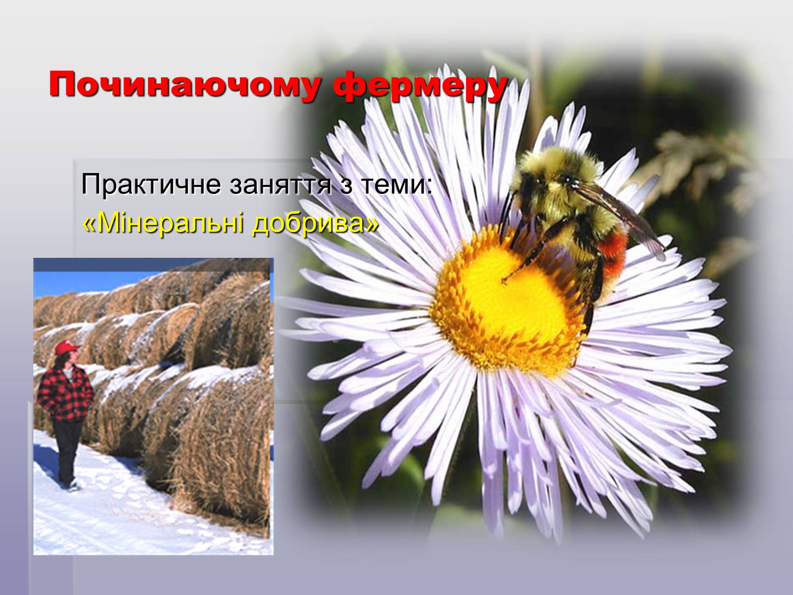 Презентація на тему «Загальні відомості про мінеральні добрива» (варіант 1) - Слайд #14 Презентація на тему «Загальні відомості про мінеральні добрива» (варіант 1) - Слайд #14