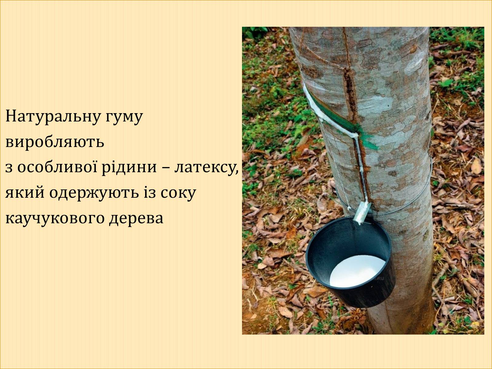 Презентація на тему «Гума» (варіант 4) - Слайд #4 Презентація на тему «Гума» (варіант 4) - Слайд #4
