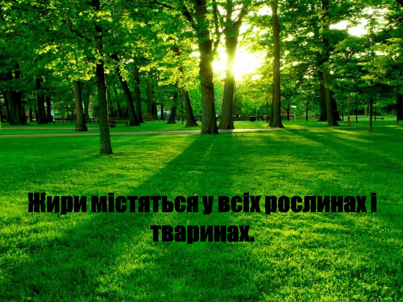 Презентація на тему «Жири» (варіант 4) - Слайд #25 Презентація на тему «Жири» (варіант 4) - Слайд #25