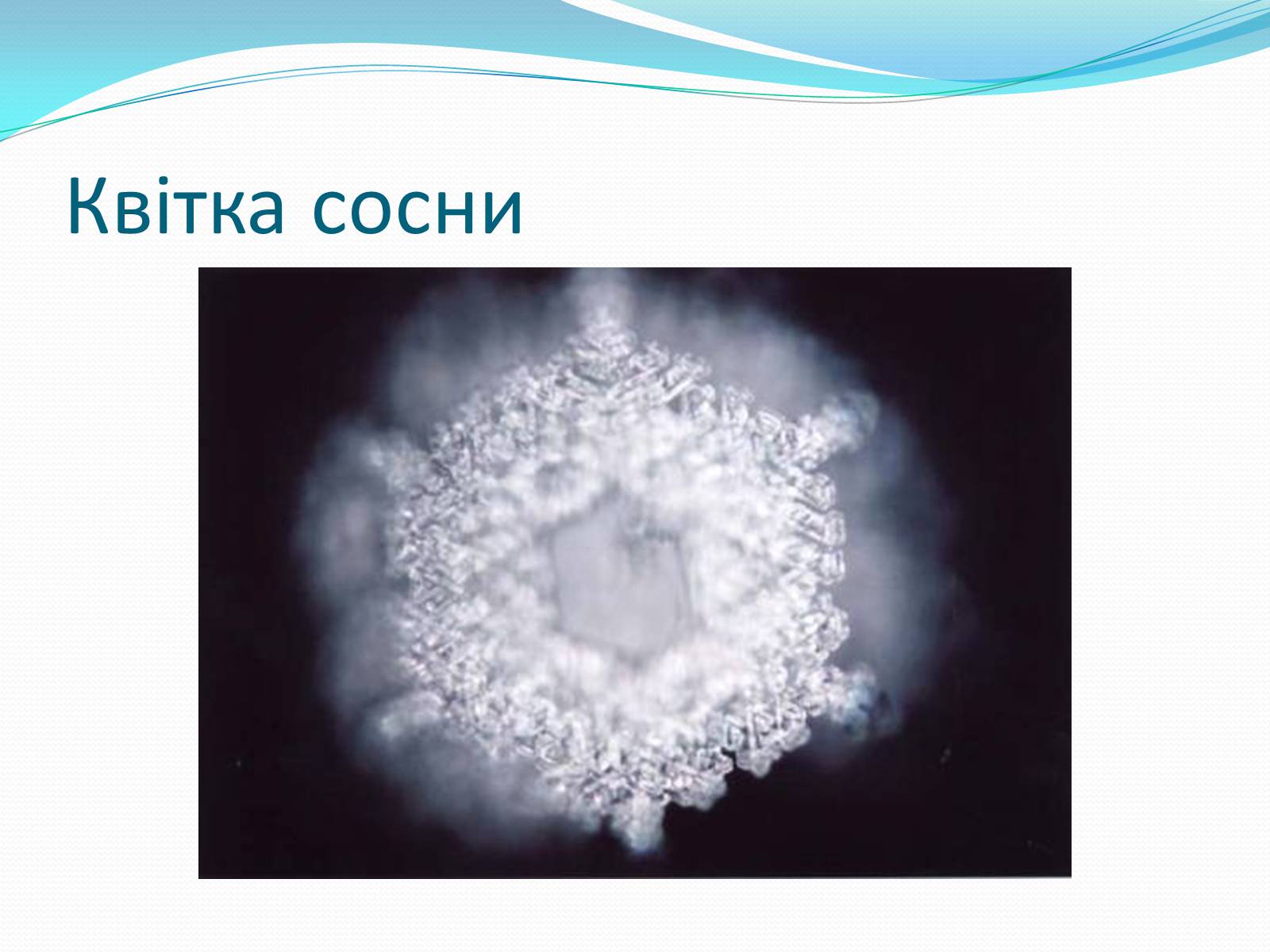 Презентація на тему «Кристали води» - Слайд #76 Презентація на тему «Кристали води» - Слайд #76