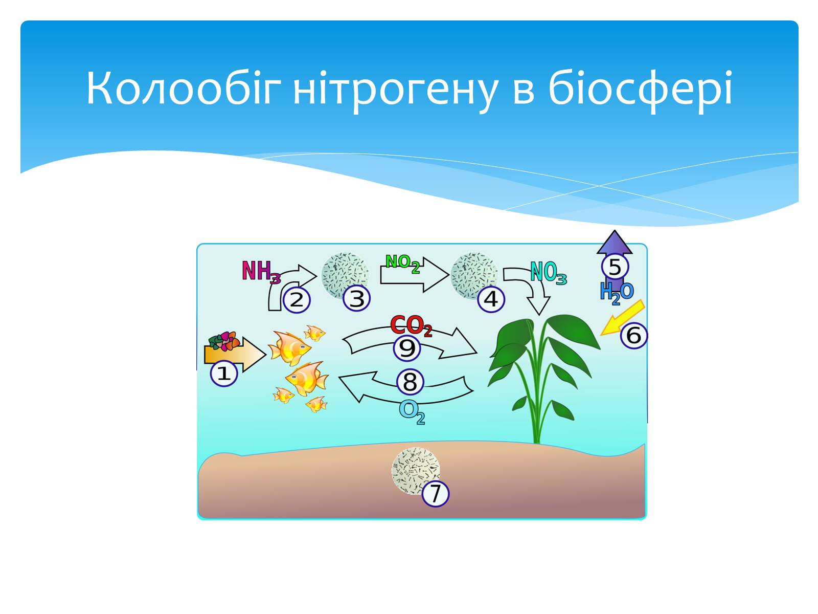 Презентація на тему «Колообіг нітрогену» (варіант 1) - Слайд #5 Презентація на тему «Колообіг нітрогену» (варіант 1) - Слайд #5