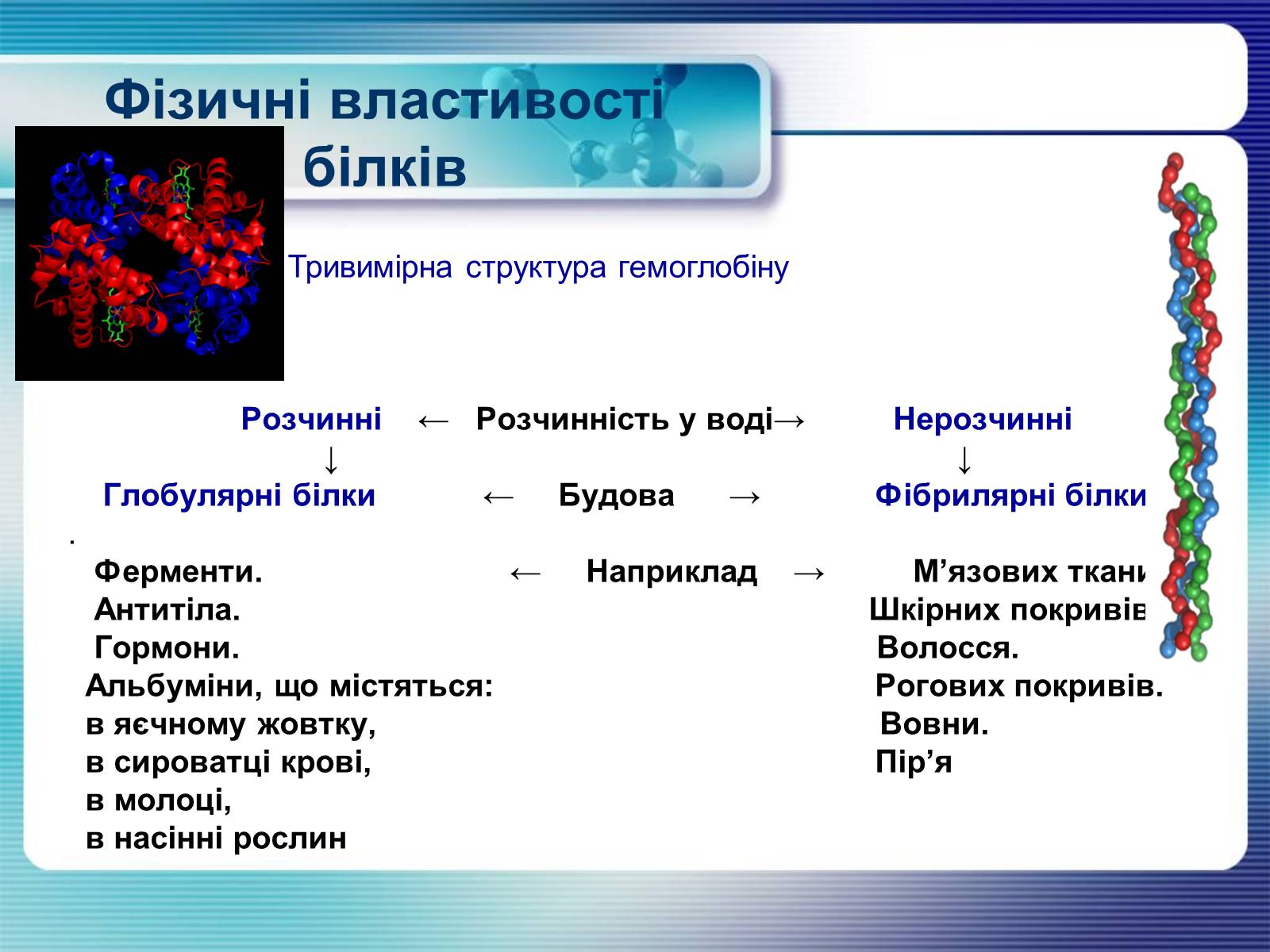 Презентація на тему «Білки» (варіант 4) - Слайд #5 Презентація на тему «Білки» (варіант 4) - Слайд #5