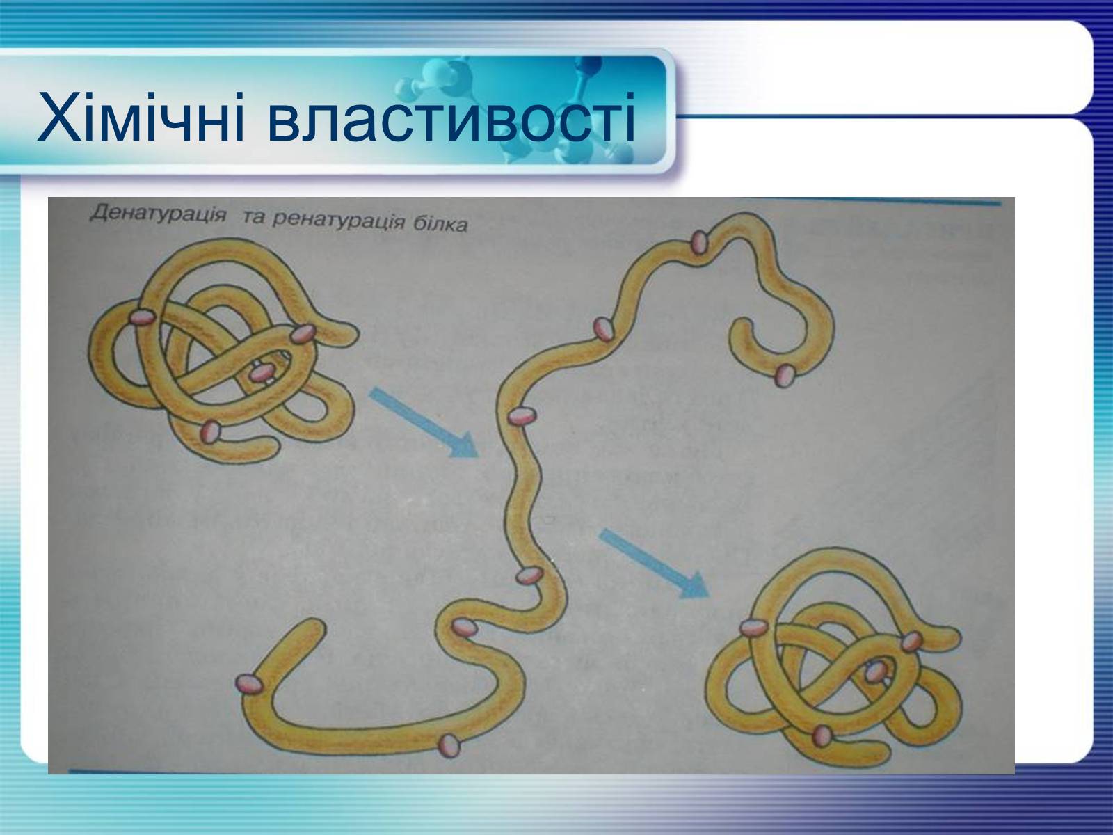 Презентація на тему «Білки» (варіант 4) - Слайд #6 Презентація на тему «Білки» (варіант 4) - Слайд #6