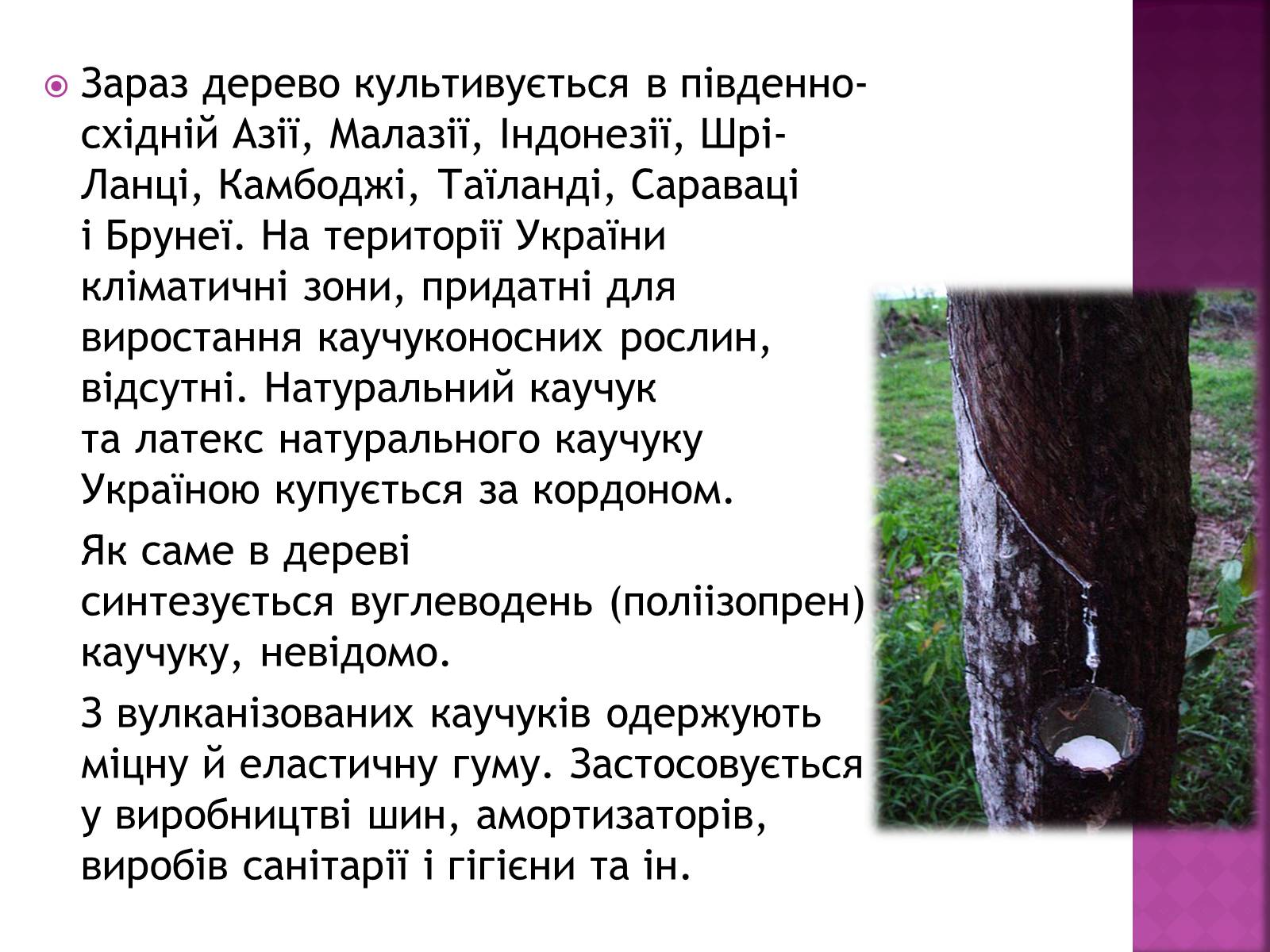Презентація на тему «Каучуки» - Слайд #3 Презентація на тему «Каучуки» - Слайд #3