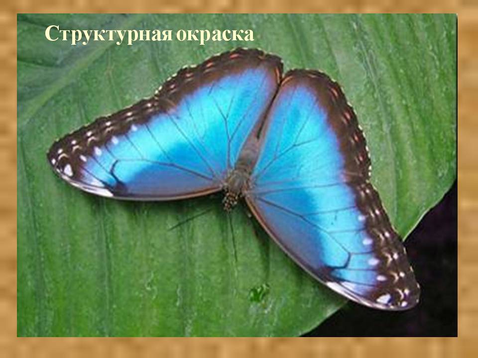 Презентація на тему «Интерференция света» - Слайд #20 Презентація на тему «Интерференция света» - Слайд #20