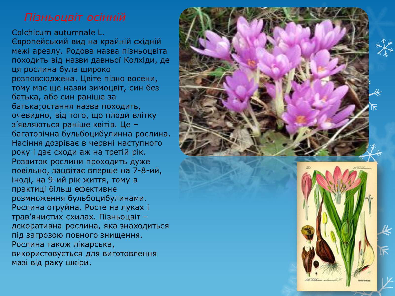 Презентація на тему «Рослини Червоної Книги України» (варіант 1) - Слайд #3 Презентація на тему «Рослини Червоної Книги України» (варіант 1) - Слайд #3