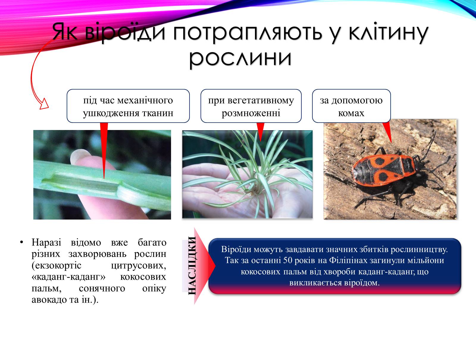 Презентація на тему «Віроїди і пріони» - Слайд #5 Презентація на тему «Віроїди і пріони» - Слайд #5