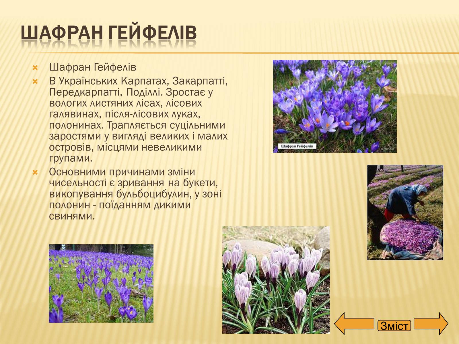 Презентація на тему «Рослини занесені до Червоної та Зеленої книги України» (варіант 2) - Слайд #10 Презентація на тему «Рослини занесені до Червоної та Зеленої книги України» (варіант 2) - Слайд #10
