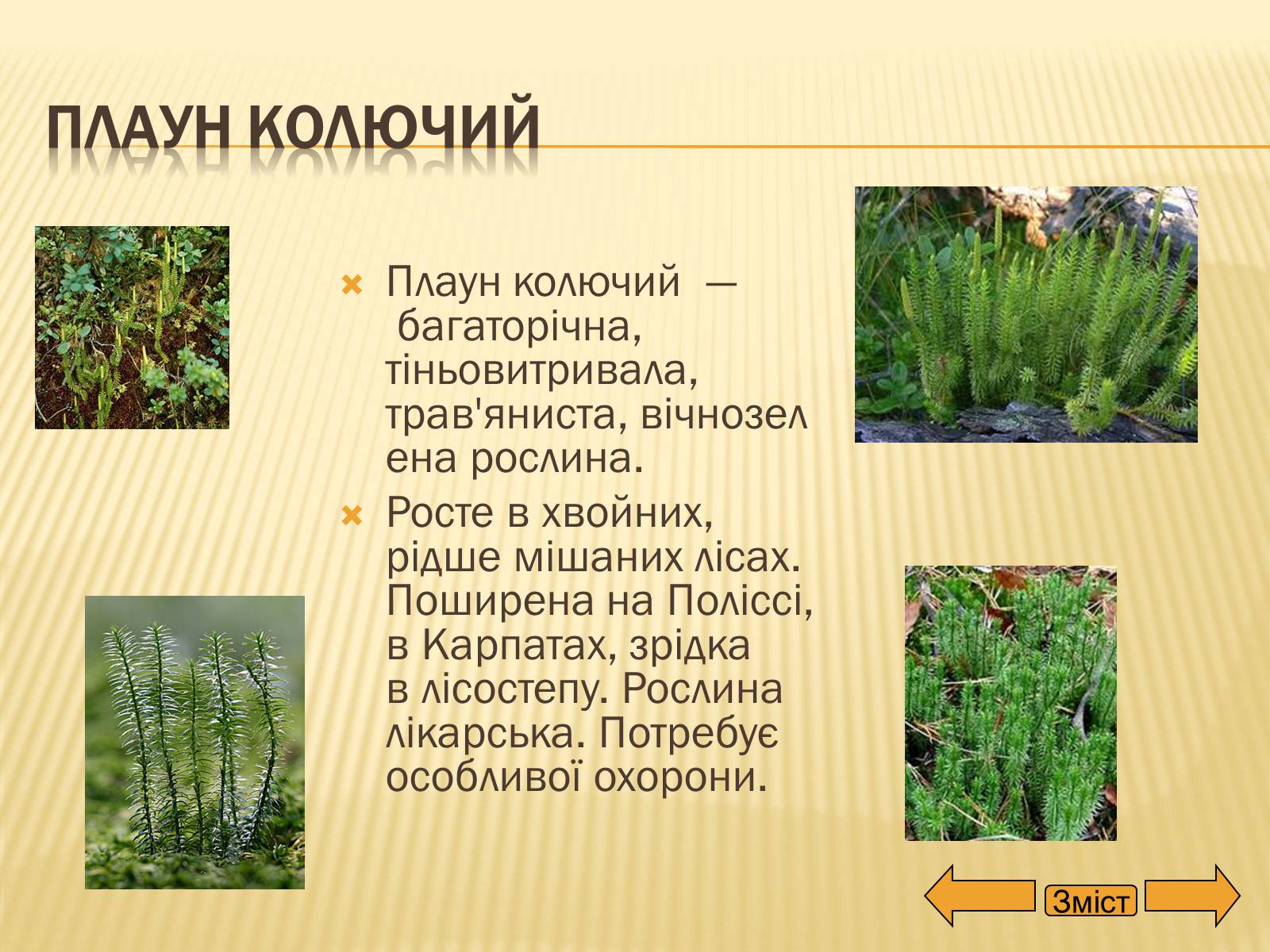 Презентація на тему «Рослини занесені до Червоної та Зеленої книги України» (варіант 2) - Слайд #11 Презентація на тему «Рослини занесені до Червоної та Зеленої книги України» (варіант 2) - Слайд #11