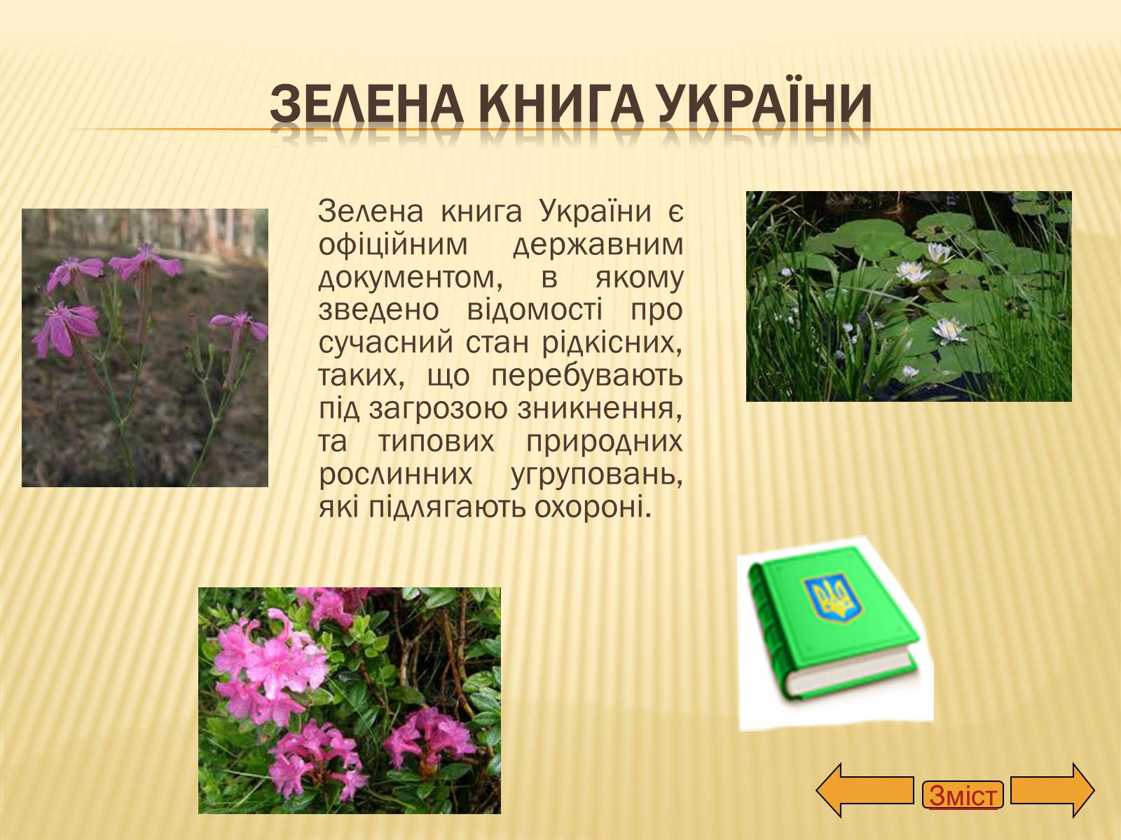 Презентація на тему «Рослини занесені до Червоної та Зеленої книги України» (варіант 2) - Слайд #12 Презентація на тему «Рослини занесені до Червоної та Зеленої книги України» (варіант 2) - Слайд #12