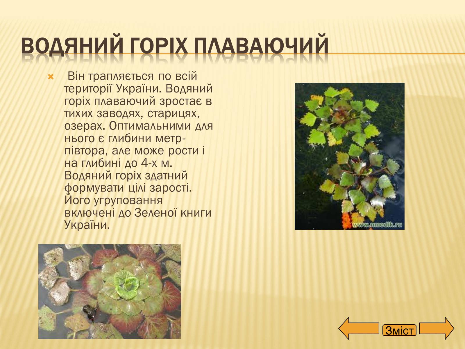 Презентація на тему «Рослини занесені до Червоної та Зеленої книги України» (варіант 2) - Слайд #14 Презентація на тему «Рослини занесені до Червоної та Зеленої книги України» (варіант 2) - Слайд #14