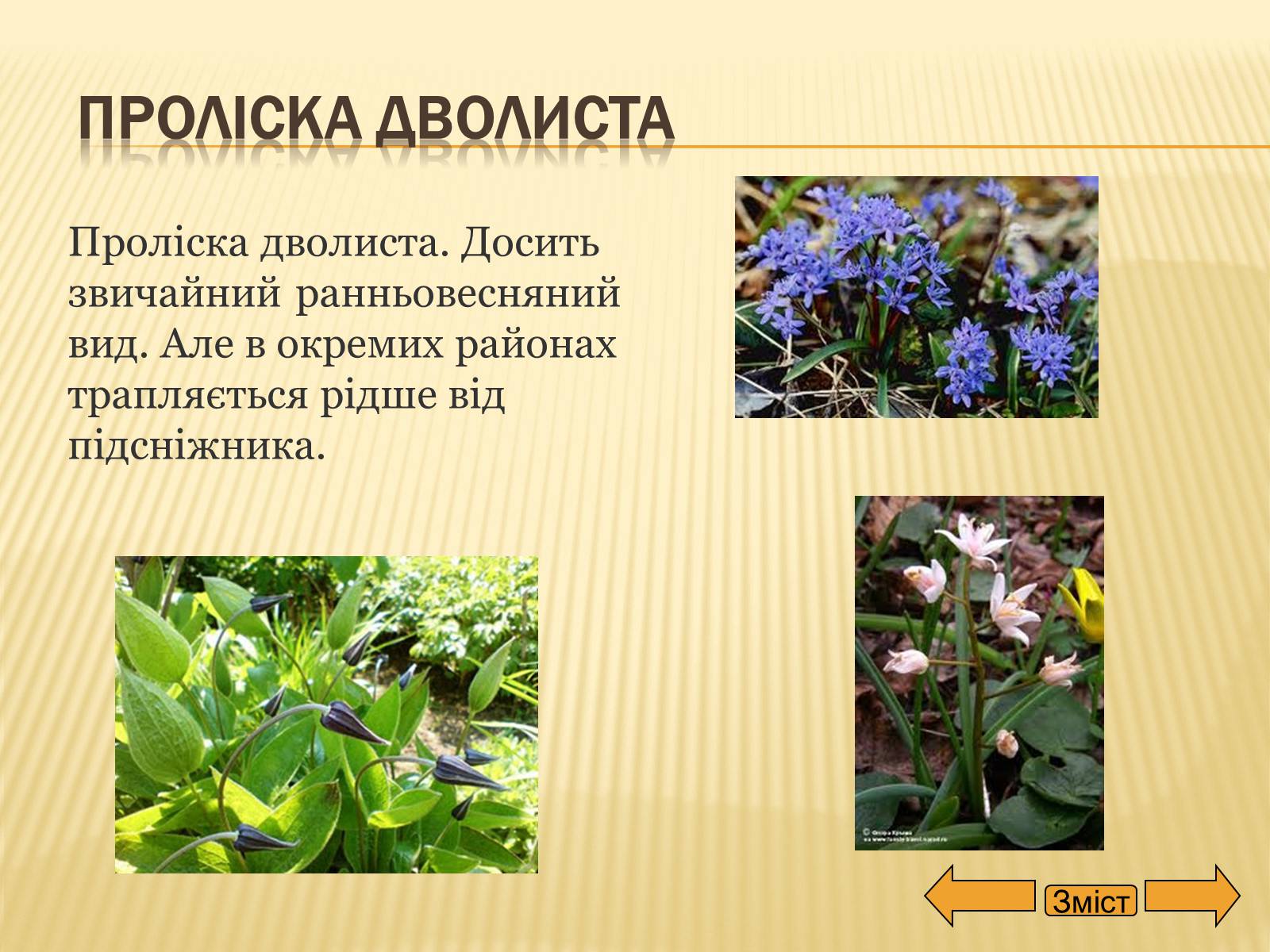 Презентація на тему «Рослини занесені до Червоної та Зеленої книги України» (варіант 2) - Слайд #15 Презентація на тему «Рослини занесені до Червоної та Зеленої книги України» (варіант 2) - Слайд #15