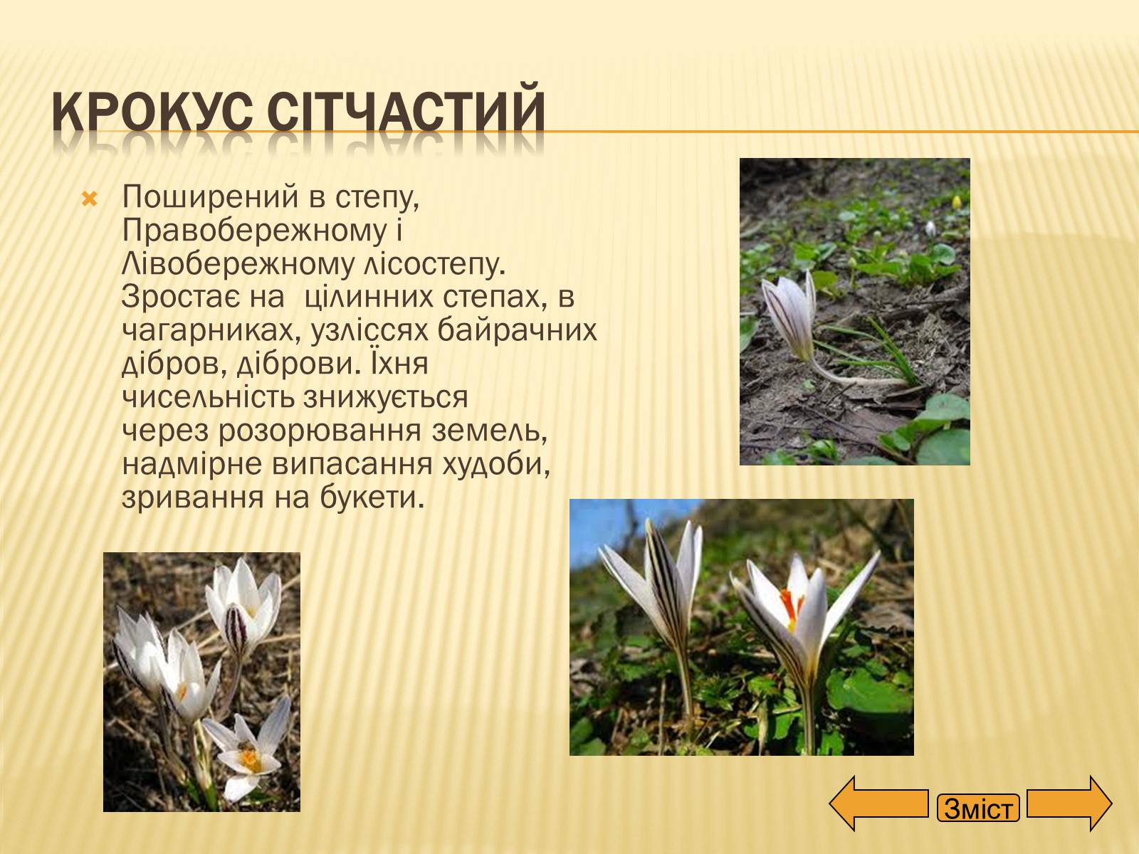 Презентація на тему «Рослини занесені до Червоної та Зеленої книги України» (варіант 2) - Слайд #16 Презентація на тему «Рослини занесені до Червоної та Зеленої книги України» (варіант 2) - Слайд #16