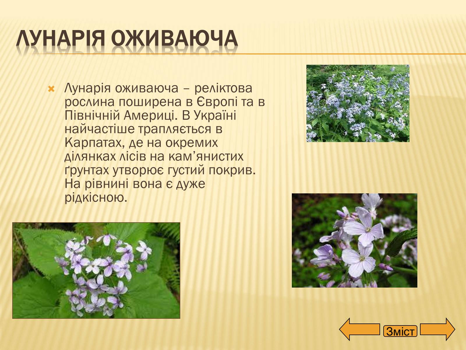 Презентація на тему «Рослини занесені до Червоної та Зеленої книги України» (варіант 2) - Слайд #7 Презентація на тему «Рослини занесені до Червоної та Зеленої книги України» (варіант 2) - Слайд #7