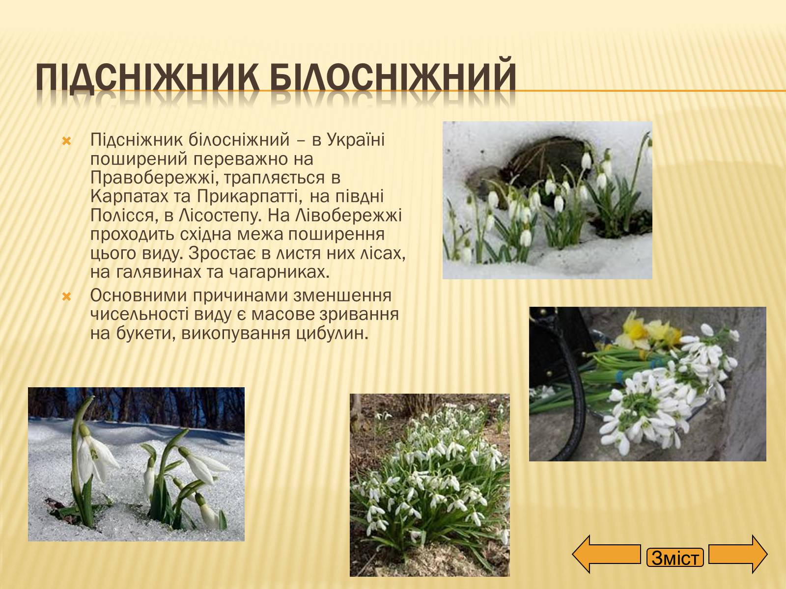 Презентація на тему «Рослини занесені до Червоної та Зеленої книги України» (варіант 2) - Слайд #8 Презентація на тему «Рослини занесені до Червоної та Зеленої книги України» (варіант 2) - Слайд #8