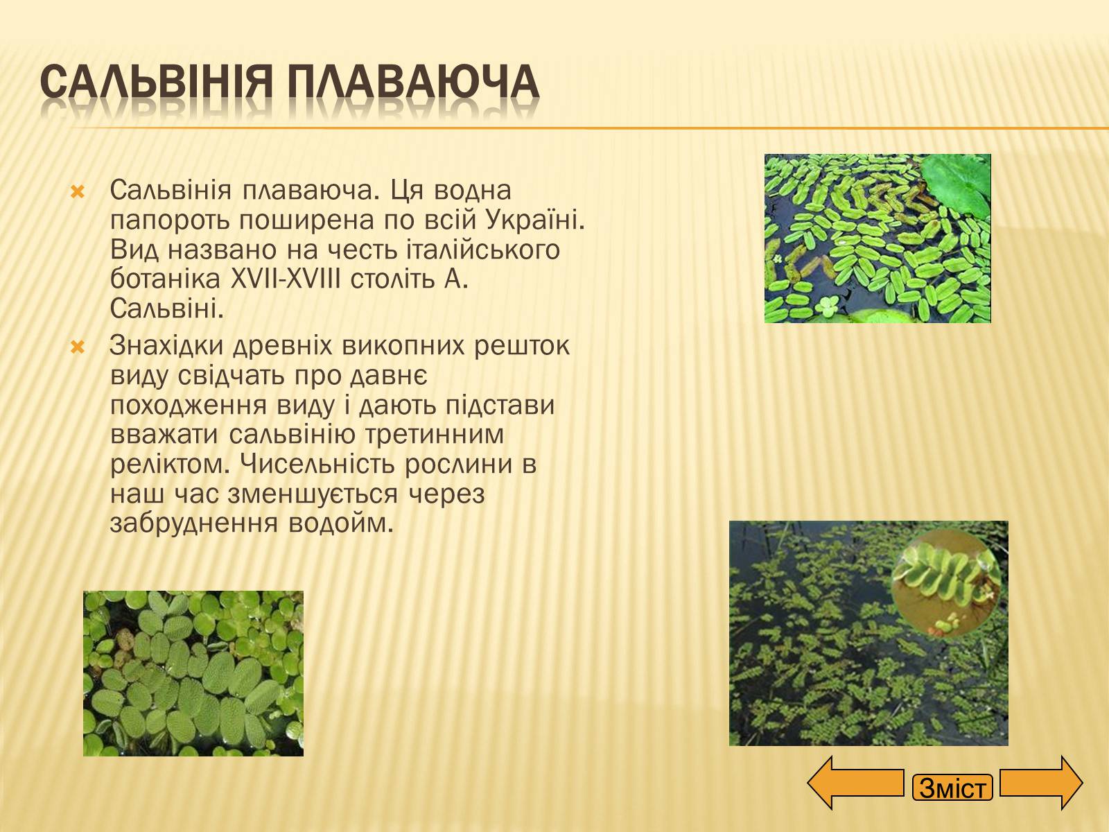 Презентація на тему «Рослини занесені до Червоної та Зеленої книги України» (варіант 2) - Слайд #9 Презентація на тему «Рослини занесені до Червоної та Зеленої книги України» (варіант 2) - Слайд #9