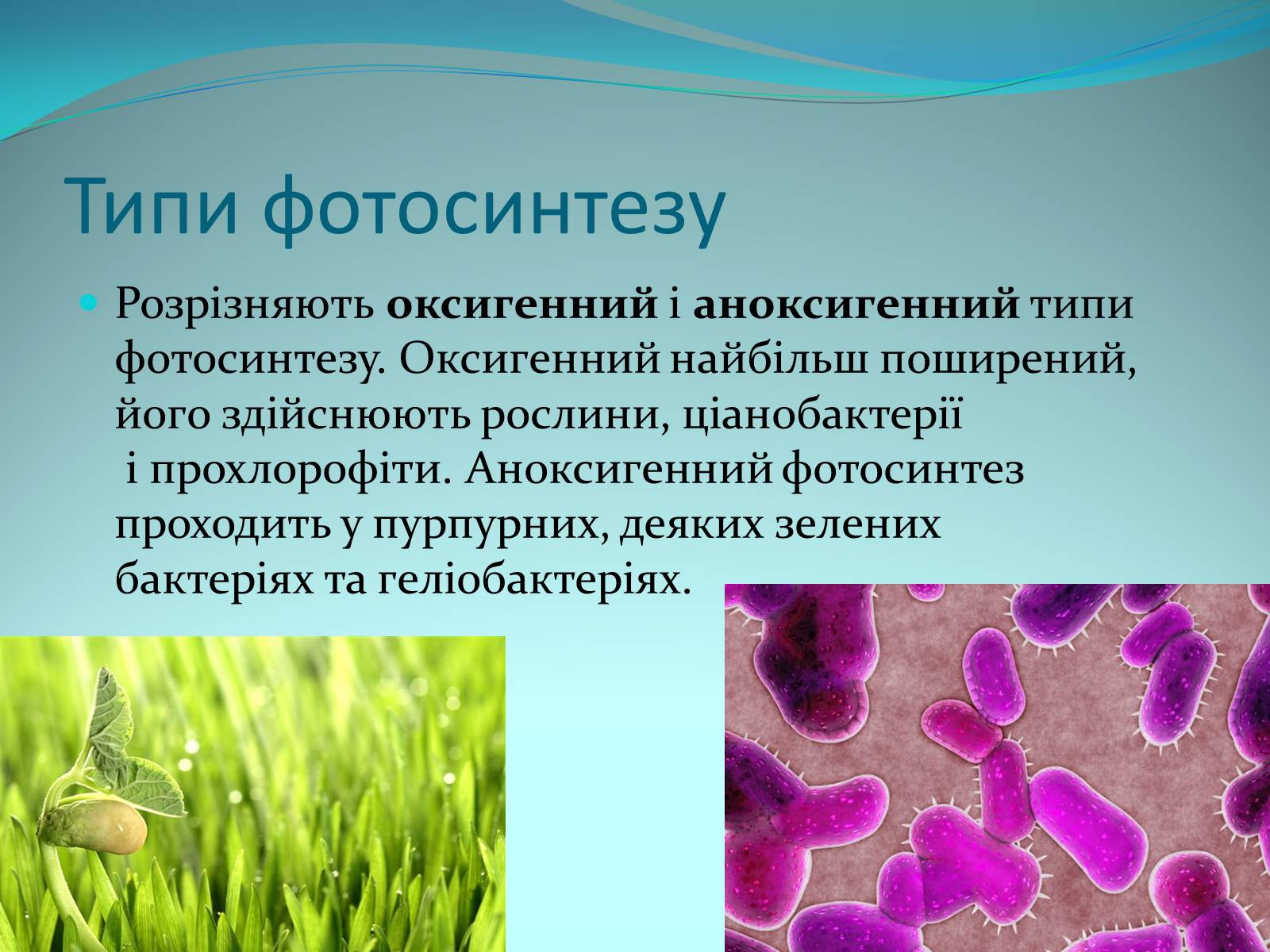 Презентація на тему «Фотосинтез» (варіант 9) - Слайд #5 Презентація на тему «Фотосинтез» (варіант 9) - Слайд #5