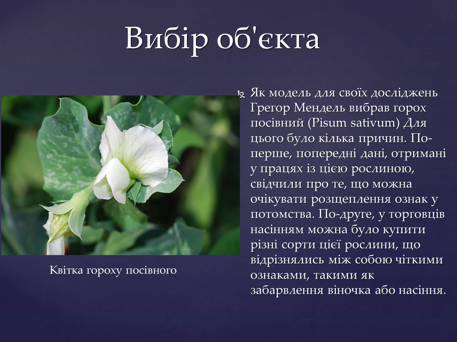 Презентація на тему «Закони Менделя» - Слайд #5 Презентація на тему «Закони Менделя» - Слайд #5