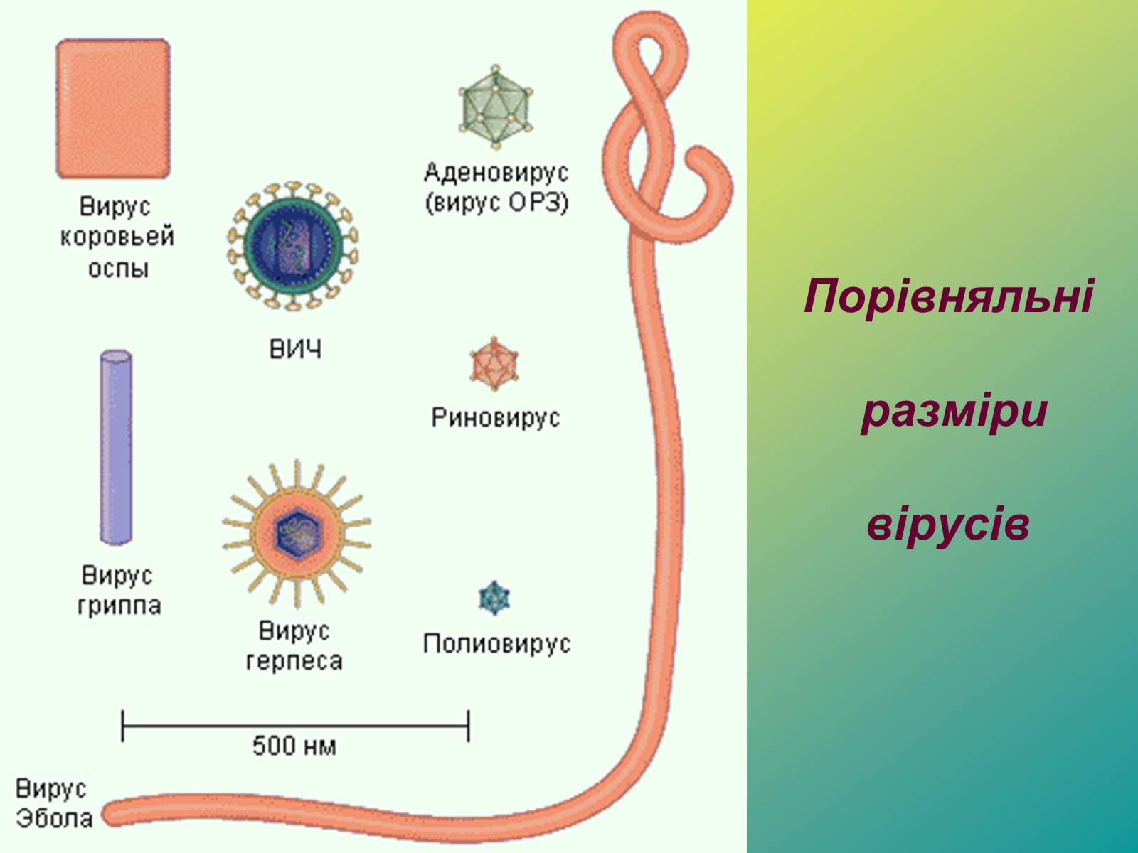 Презентація на тему «Віруси» (варіант 1) - Слайд #10 Презентація на тему «Віруси» (варіант 1) - Слайд #10
