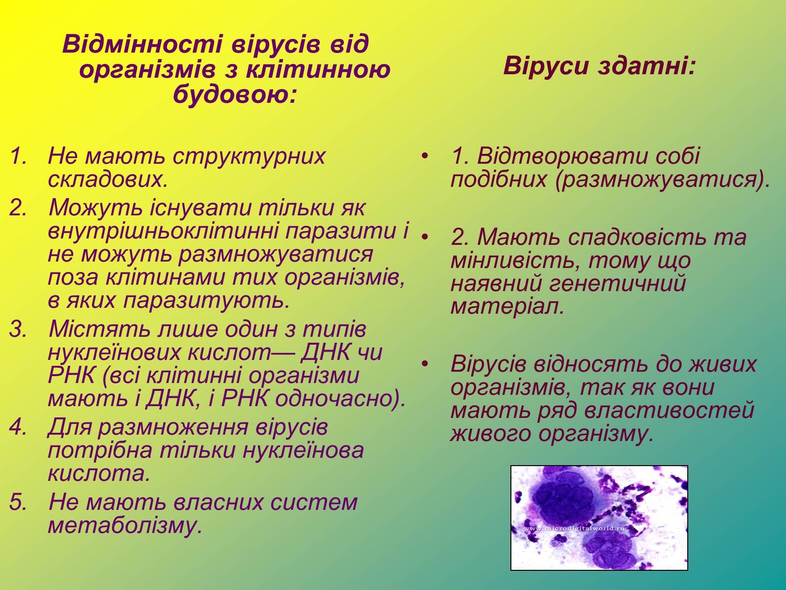 Презентація на тему «Віруси» (варіант 1) - Слайд #22 Презентація на тему «Віруси» (варіант 1) - Слайд #22