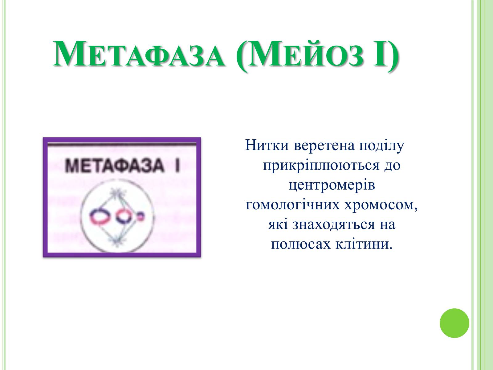 Презентація на тему «Мітоз та Мейоз. Спільне та відмінне» - Слайд #10 Презентація на тему «Мітоз та Мейоз. Спільне та відмінне» - Слайд #10