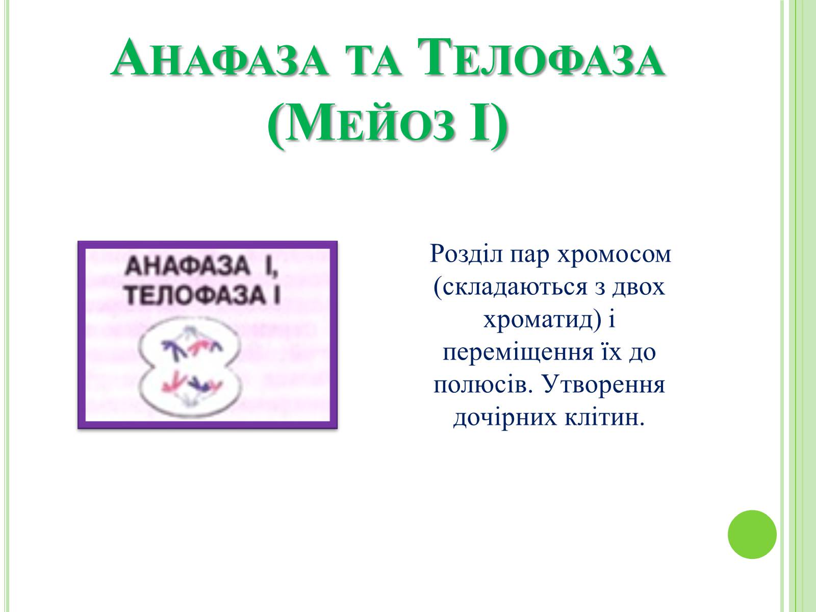 Презентація на тему «Мітоз та Мейоз. Спільне та відмінне» - Слайд #11 Презентація на тему «Мітоз та Мейоз. Спільне та відмінне» - Слайд #11