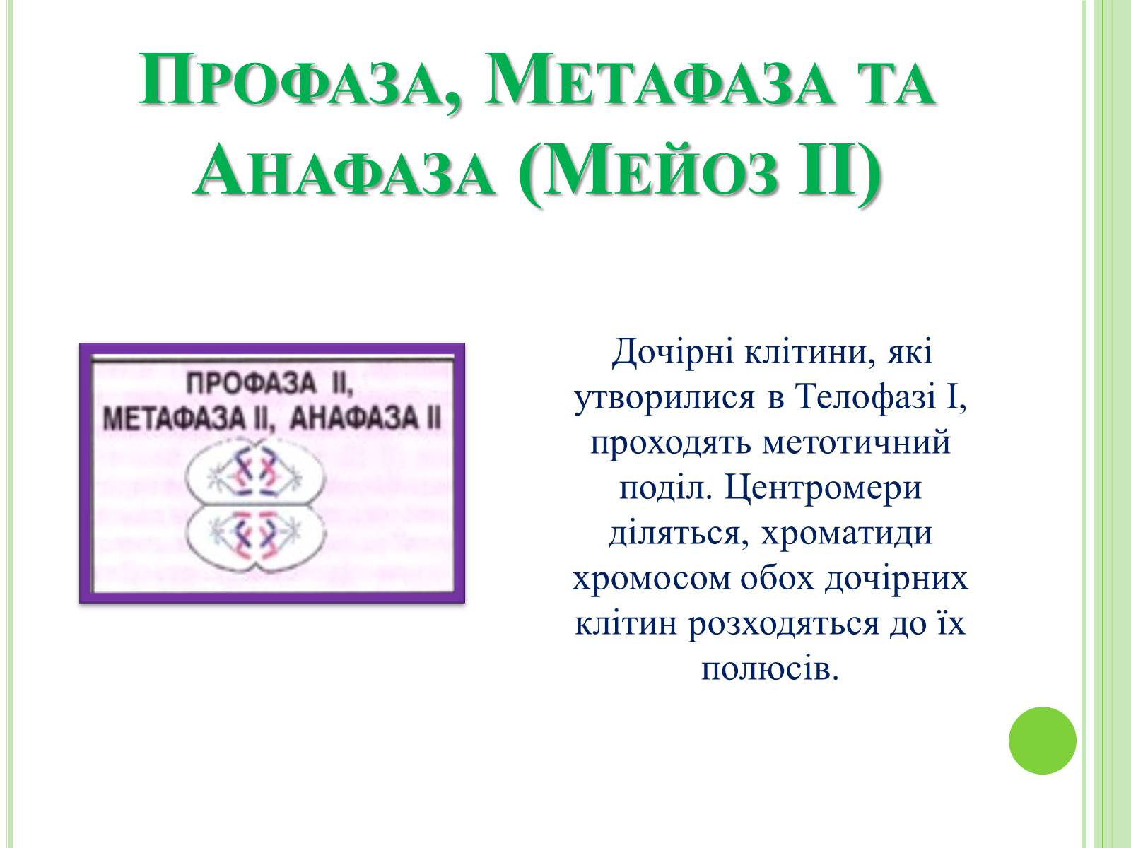 Презентація на тему «Мітоз та Мейоз. Спільне та відмінне» - Слайд #12 Презентація на тему «Мітоз та Мейоз. Спільне та відмінне» - Слайд #12