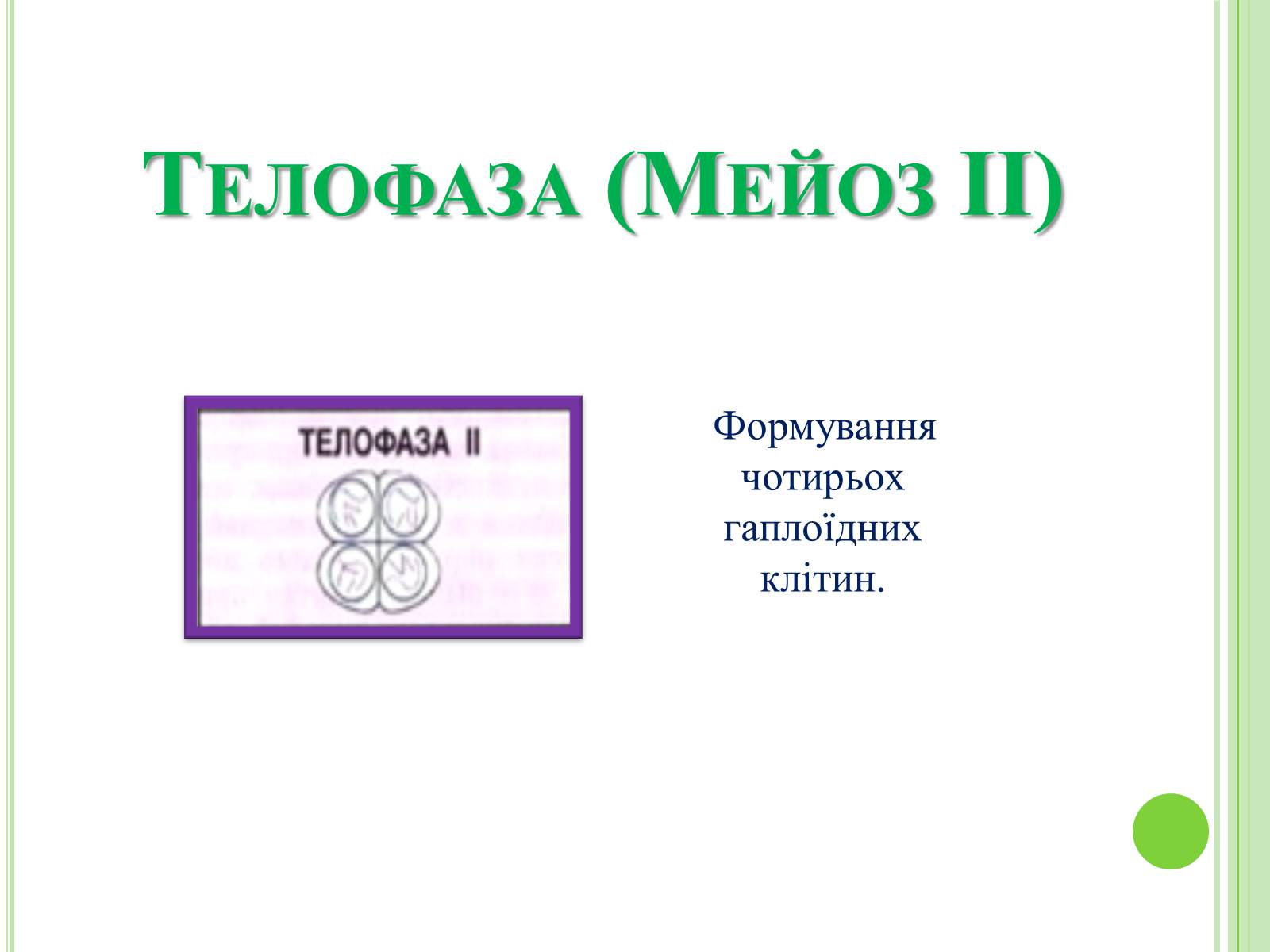 Презентація на тему «Мітоз та Мейоз. Спільне та відмінне» - Слайд #13 Презентація на тему «Мітоз та Мейоз. Спільне та відмінне» - Слайд #13