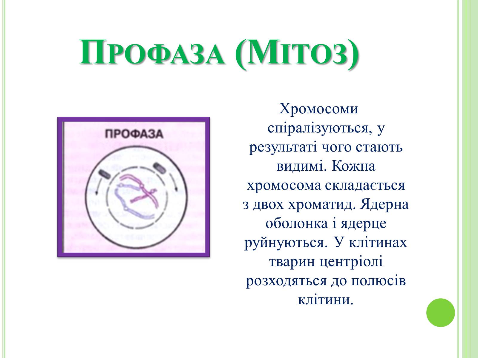 Презентація на тему «Мітоз та Мейоз. Спільне та відмінне» - Слайд #5 Презентація на тему «Мітоз та Мейоз. Спільне та відмінне» - Слайд #5