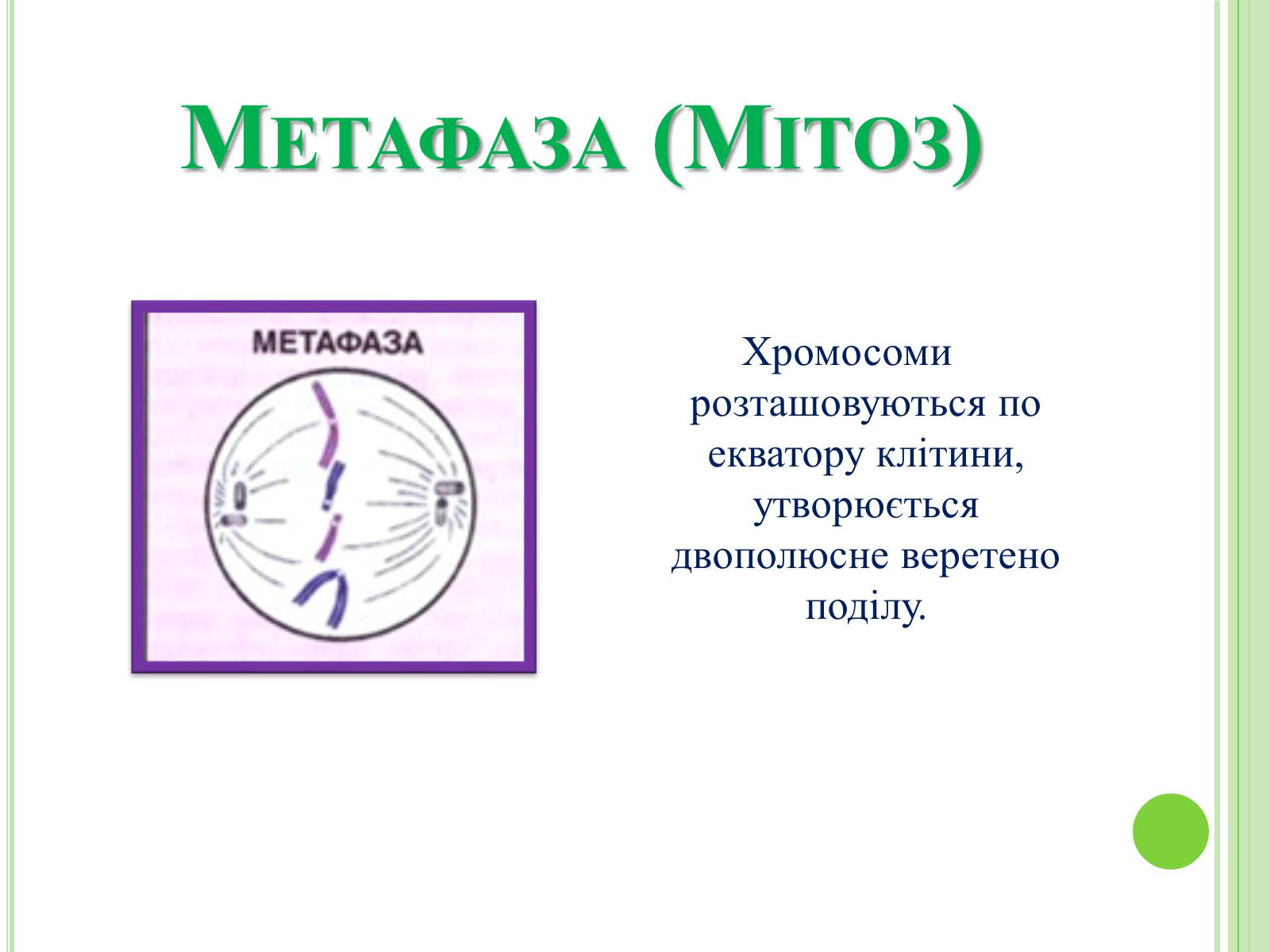 Презентація на тему «Мітоз та Мейоз. Спільне та відмінне» - Слайд #6 Презентація на тему «Мітоз та Мейоз. Спільне та відмінне» - Слайд #6