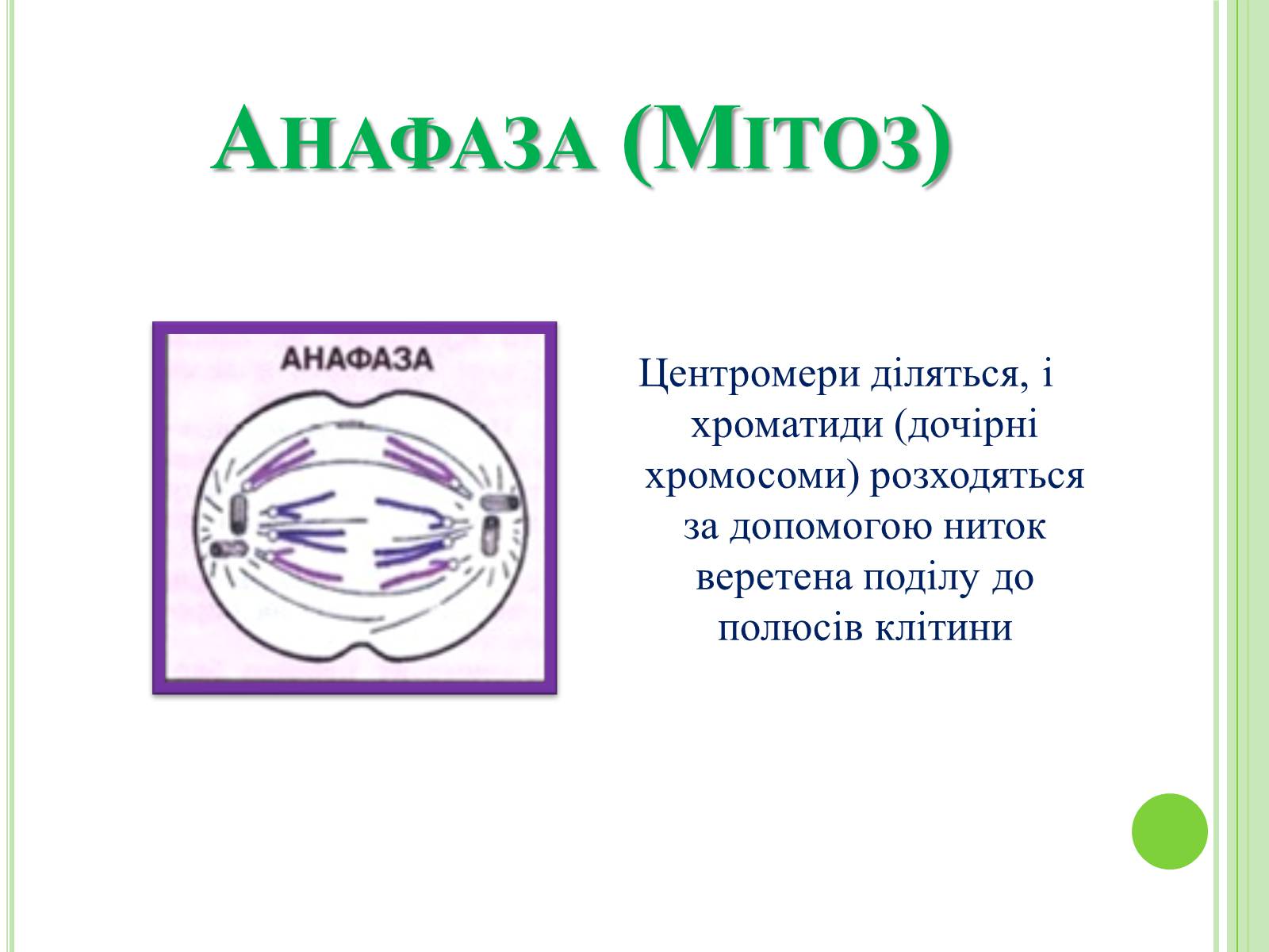 Презентація на тему «Мітоз та Мейоз. Спільне та відмінне» - Слайд #7 Презентація на тему «Мітоз та Мейоз. Спільне та відмінне» - Слайд #7