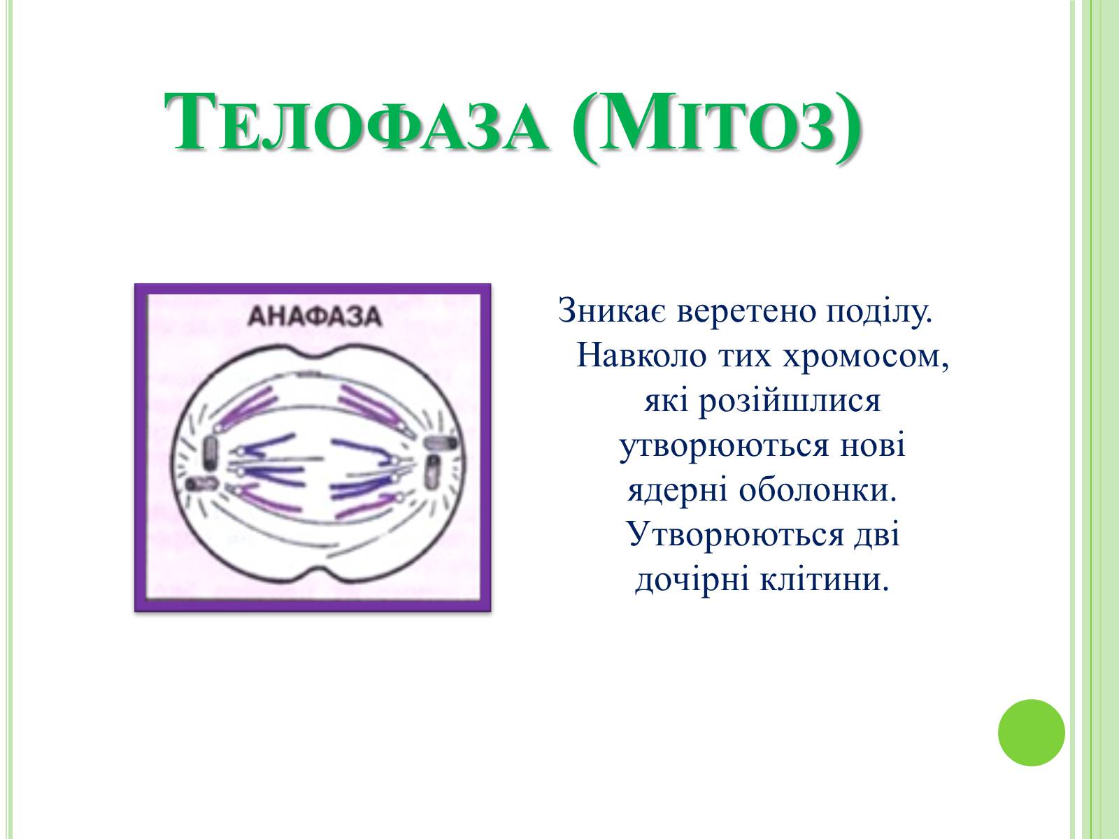 Презентація на тему «Мітоз та Мейоз. Спільне та відмінне» - Слайд #8 Презентація на тему «Мітоз та Мейоз. Спільне та відмінне» - Слайд #8
