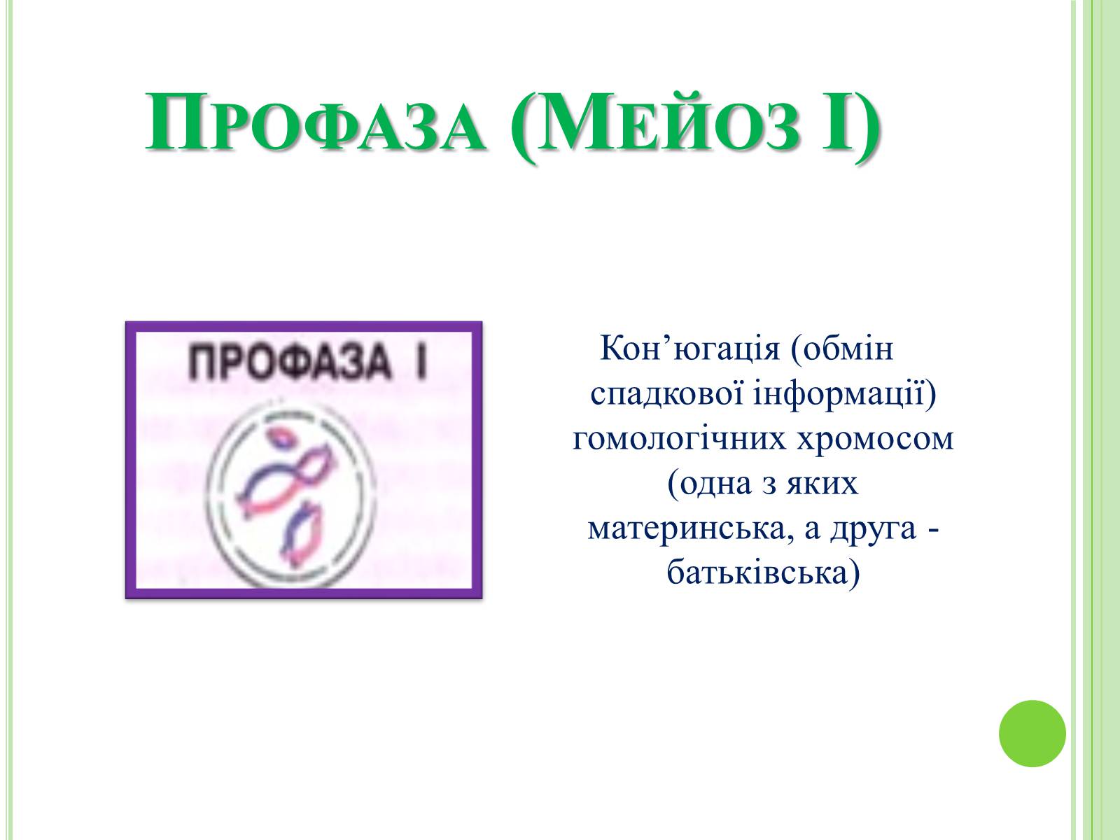 Презентація на тему «Мітоз та Мейоз. Спільне та відмінне» - Слайд #9 Презентація на тему «Мітоз та Мейоз. Спільне та відмінне» - Слайд #9