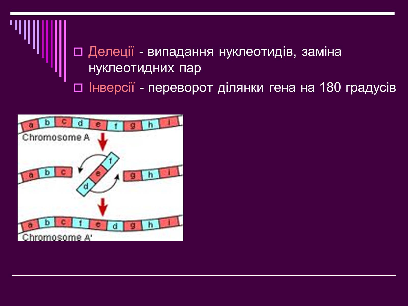 Презентація на тему «Мутації» (варіант 4) - Слайд #11