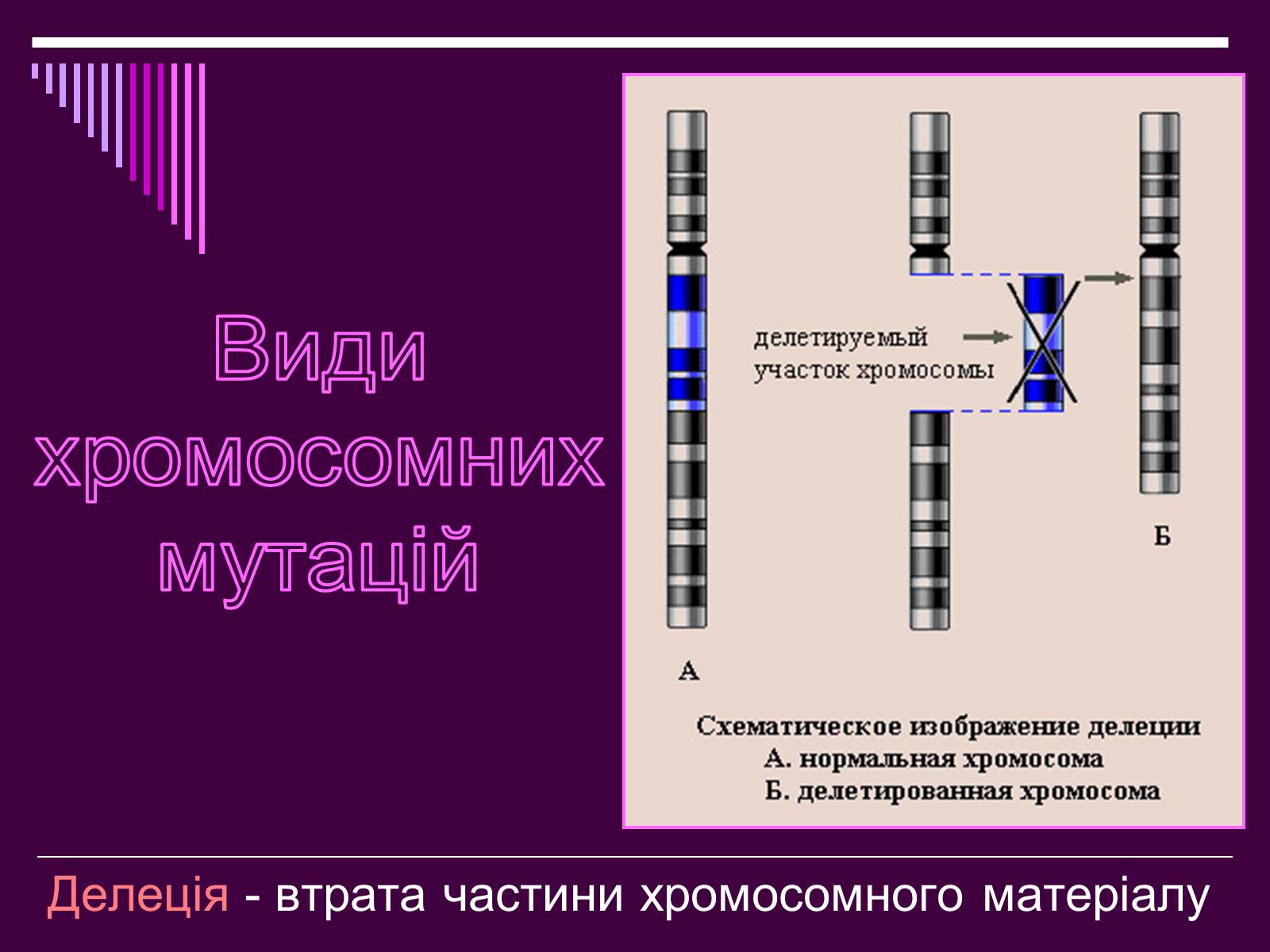 Презентація на тему «Мутації» (варіант 4) - Слайд #20