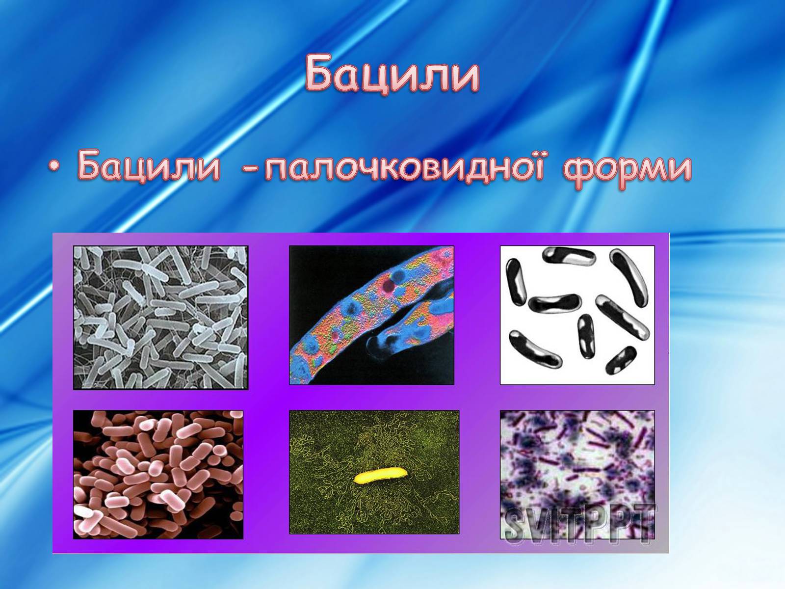 Презентація на тему «Бактерії» (варіант 3) - Слайд #8 Презентація на тему «Бактерії» (варіант 3) - Слайд #8