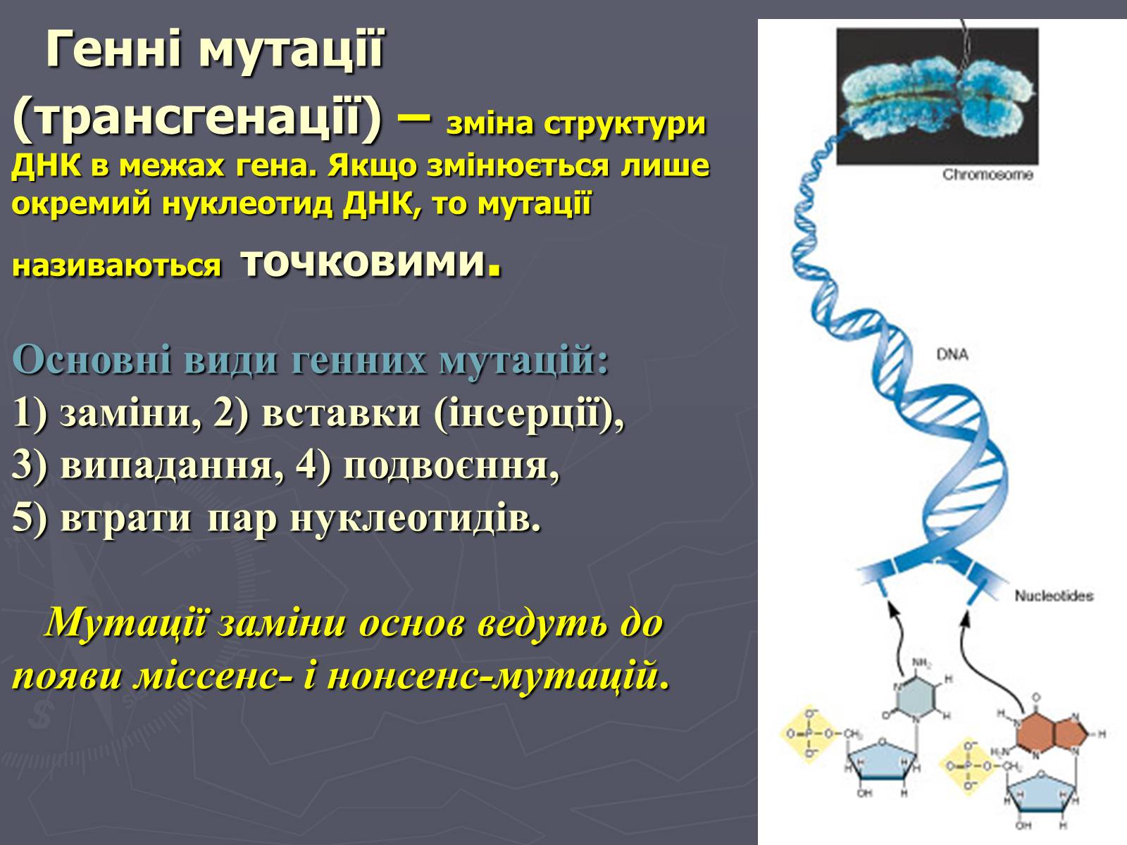 Презентація на тему «Мінливість» (варіант 1) - Слайд #18 Презентація на тему «Мінливість» (варіант 1) - Слайд #18