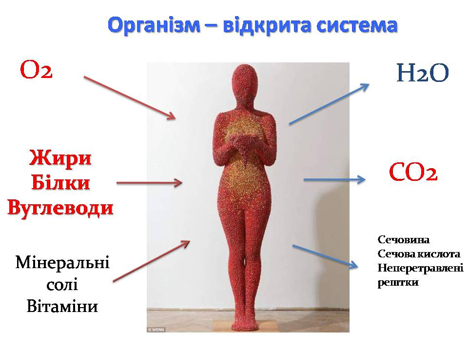 Презентація на тему «Жири, вуглеводи, білки, вітаміни як компоненти їжі» (варіант 2) - Слайд #3 Презентація на тему «Жири, вуглеводи, білки, вітаміни як компоненти їжі» (варіант 2) - Слайд #3