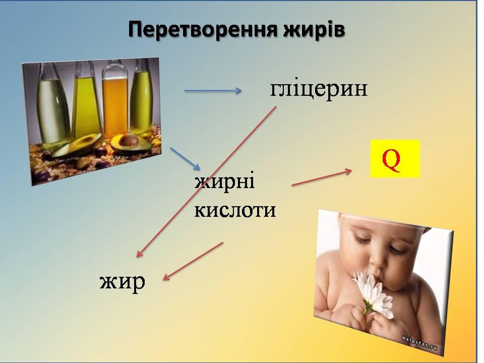 Презентація на тему «Жири, вуглеводи, білки, вітаміни як компоненти їжі» (варіант 2) - Слайд #5 Презентація на тему «Жири, вуглеводи, білки, вітаміни як компоненти їжі» (варіант 2) - Слайд #5