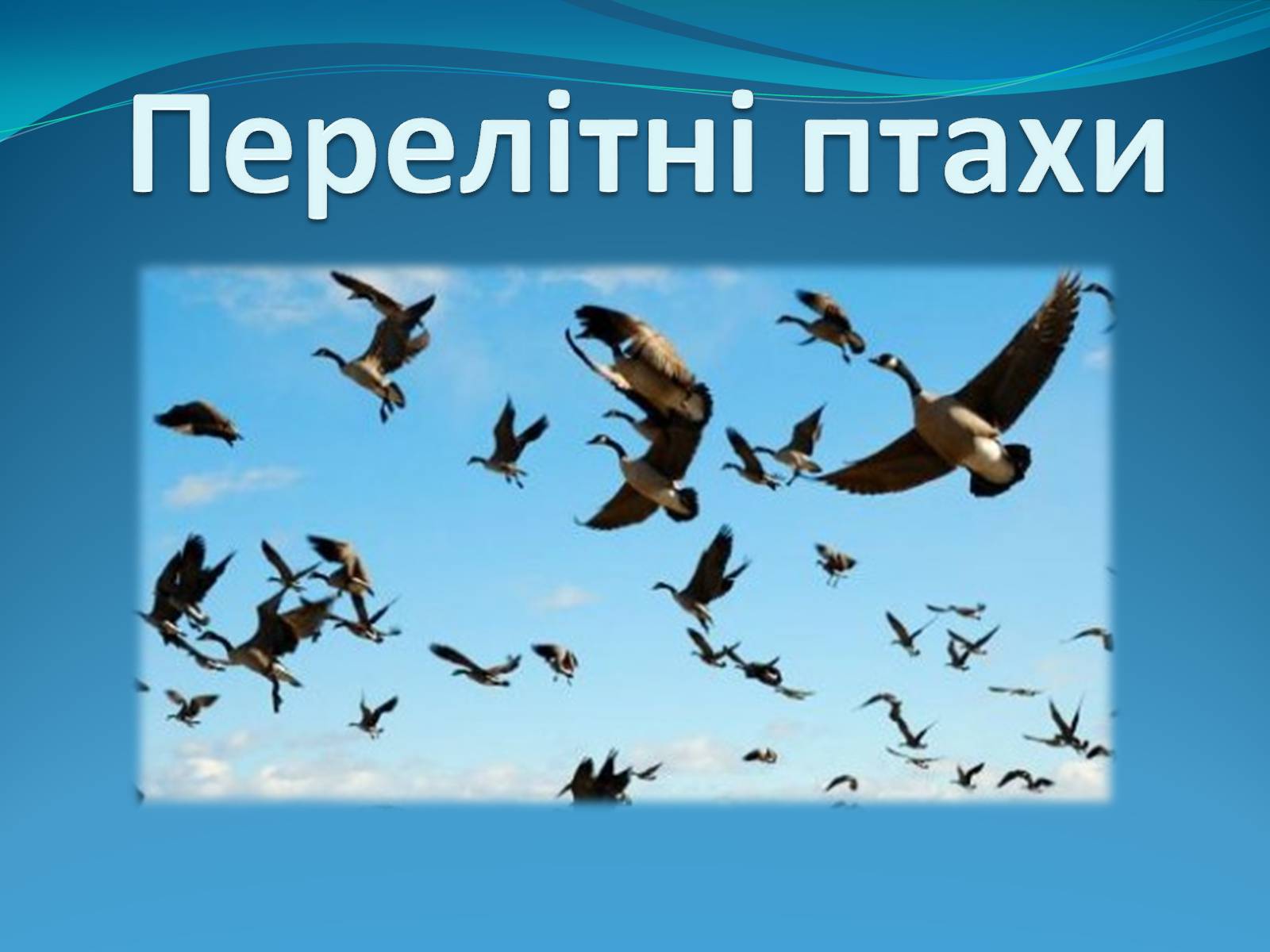 Презентація на тему «Перелітні птахи» - Слайд #1 Презентація на тему «Перелітні птахи» - Слайд #1