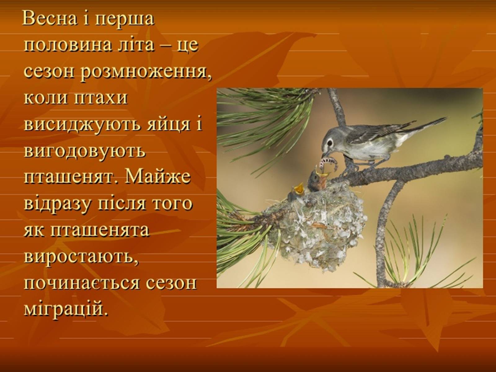 Презентація на тему «Перелітні птахи» - Слайд #13 Презентація на тему «Перелітні птахи» - Слайд #13