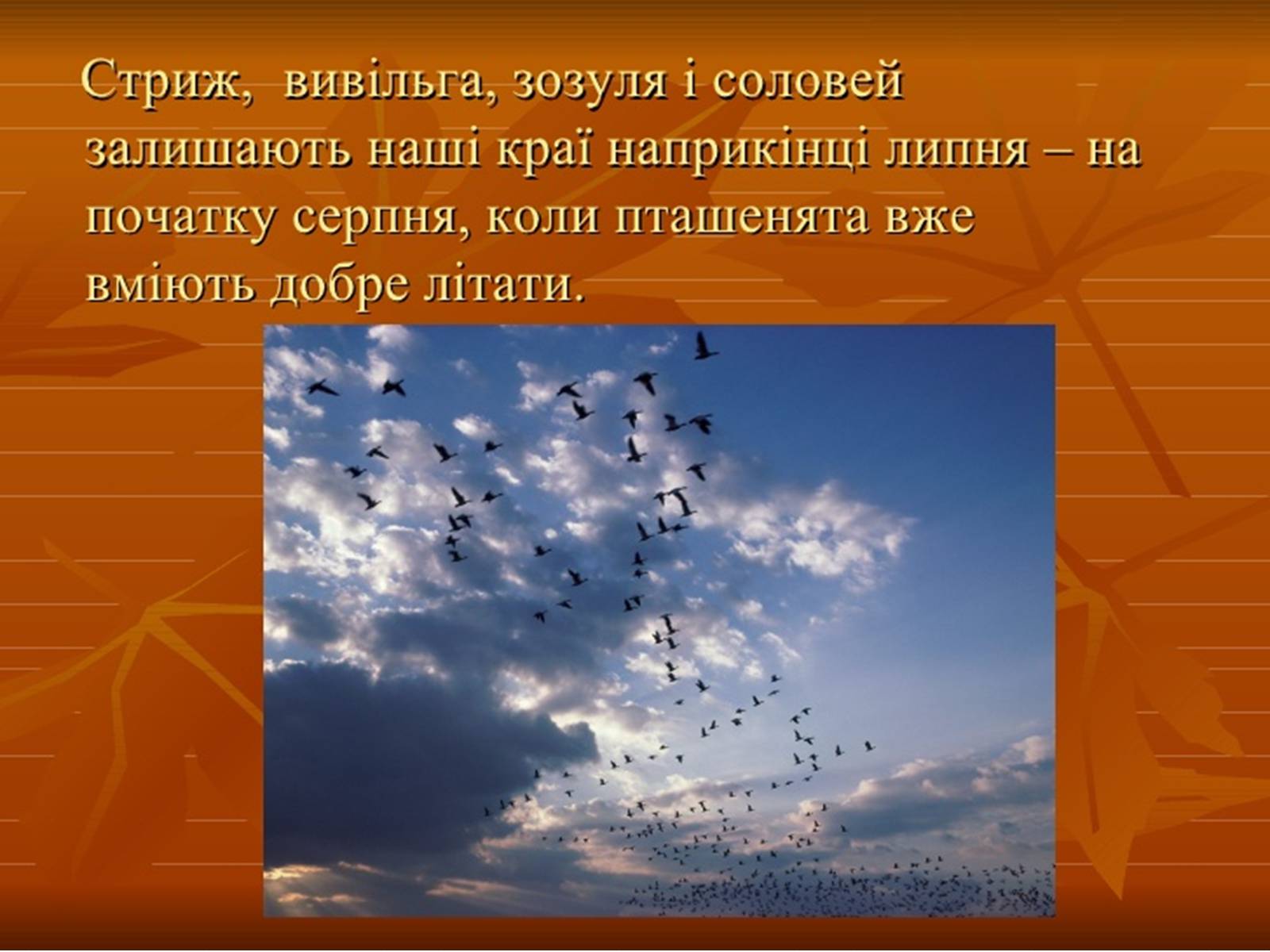 Презентація на тему «Перелітні птахи» - Слайд #14 Презентація на тему «Перелітні птахи» - Слайд #14