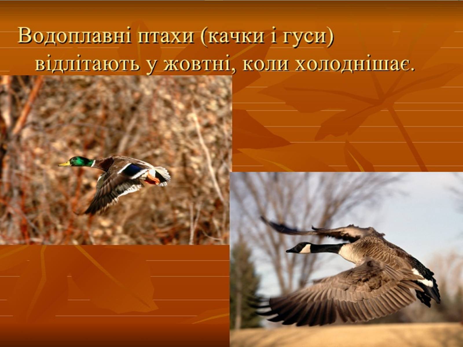 Презентація на тему «Перелітні птахи» - Слайд #16 Презентація на тему «Перелітні птахи» - Слайд #16