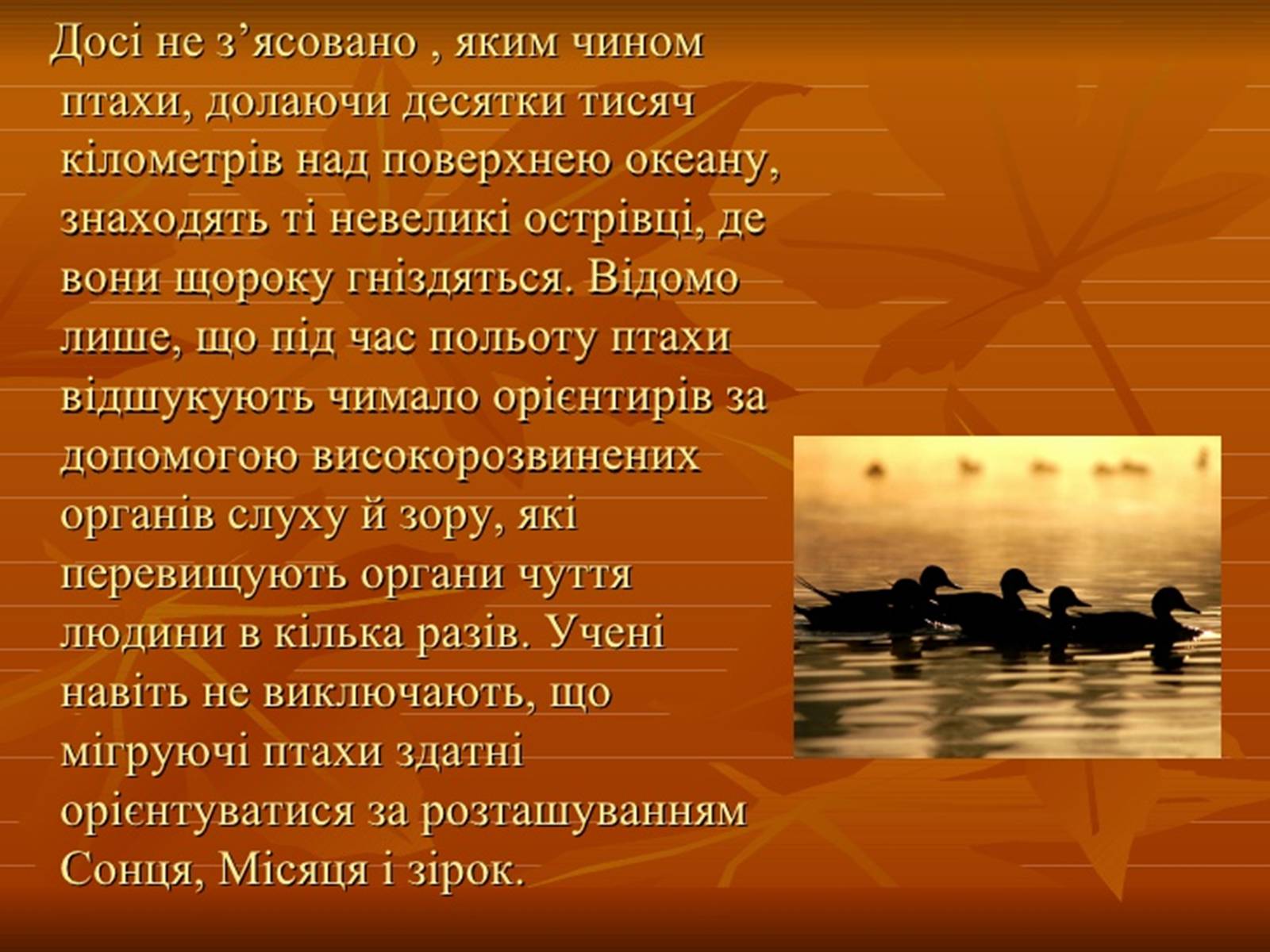 Презентація на тему «Перелітні птахи» - Слайд #18 Презентація на тему «Перелітні птахи» - Слайд #18
